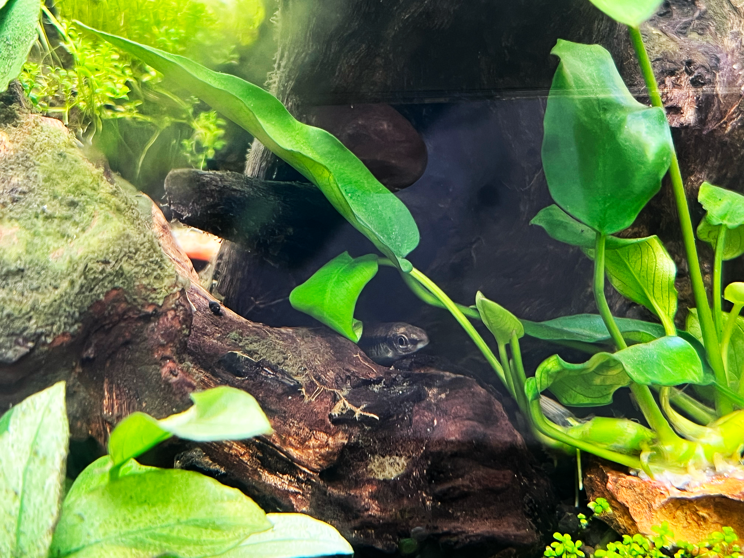 新しい仲間(?)が増えました！