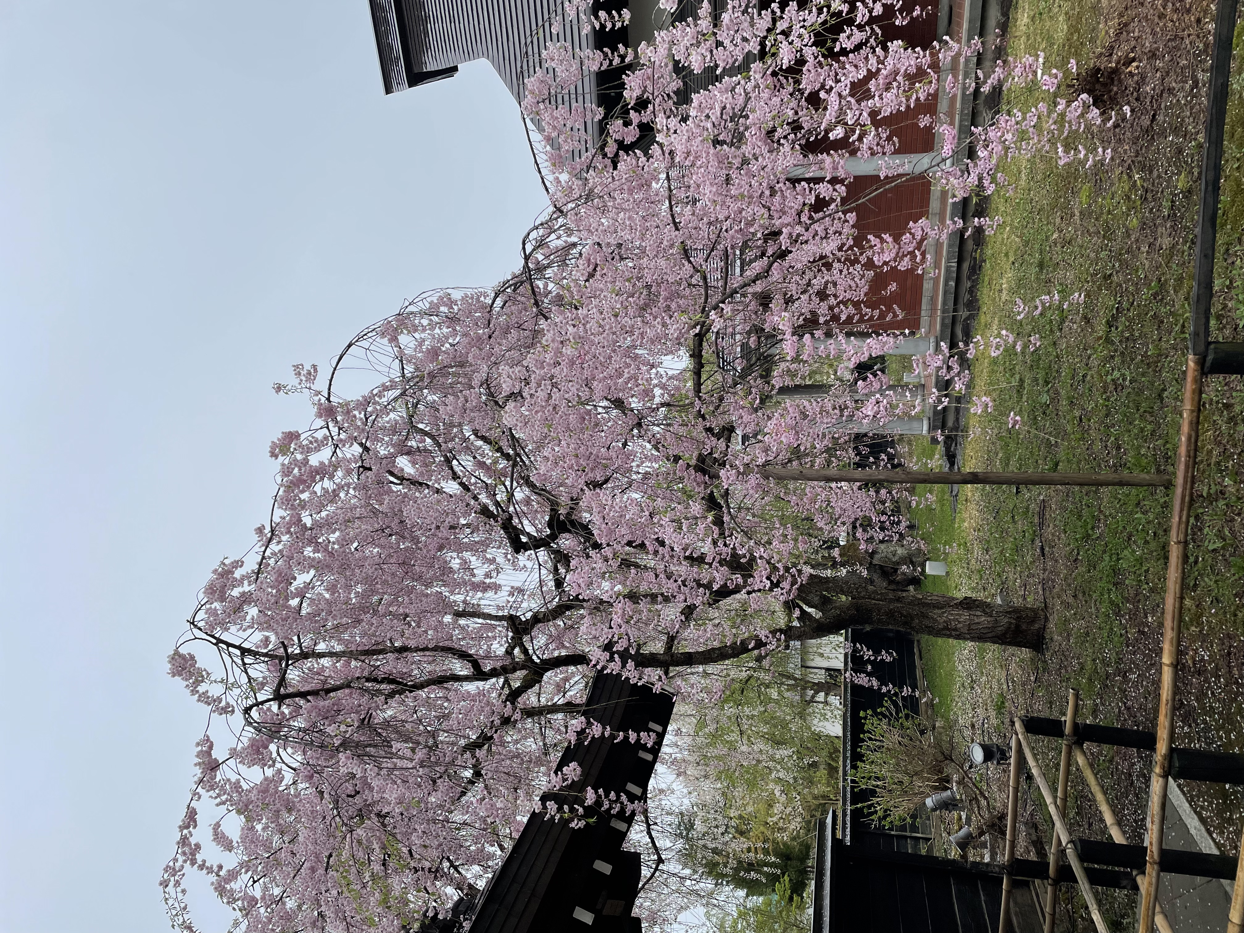 春天一起到東北去賞櫻吧！