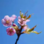 認定特定非営利活動法人桜ライン311