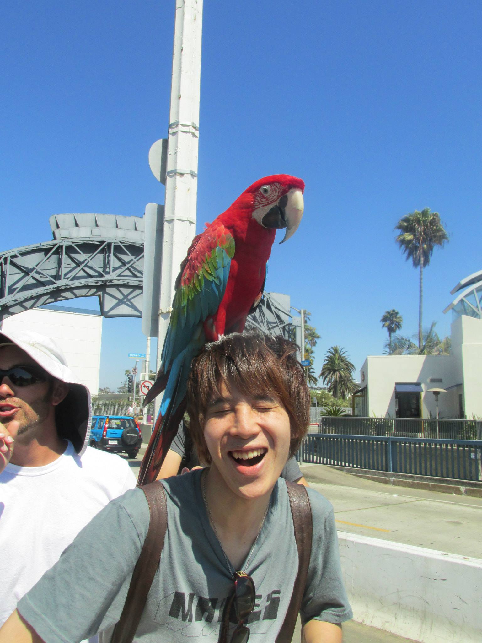 サンタモニカの鳥