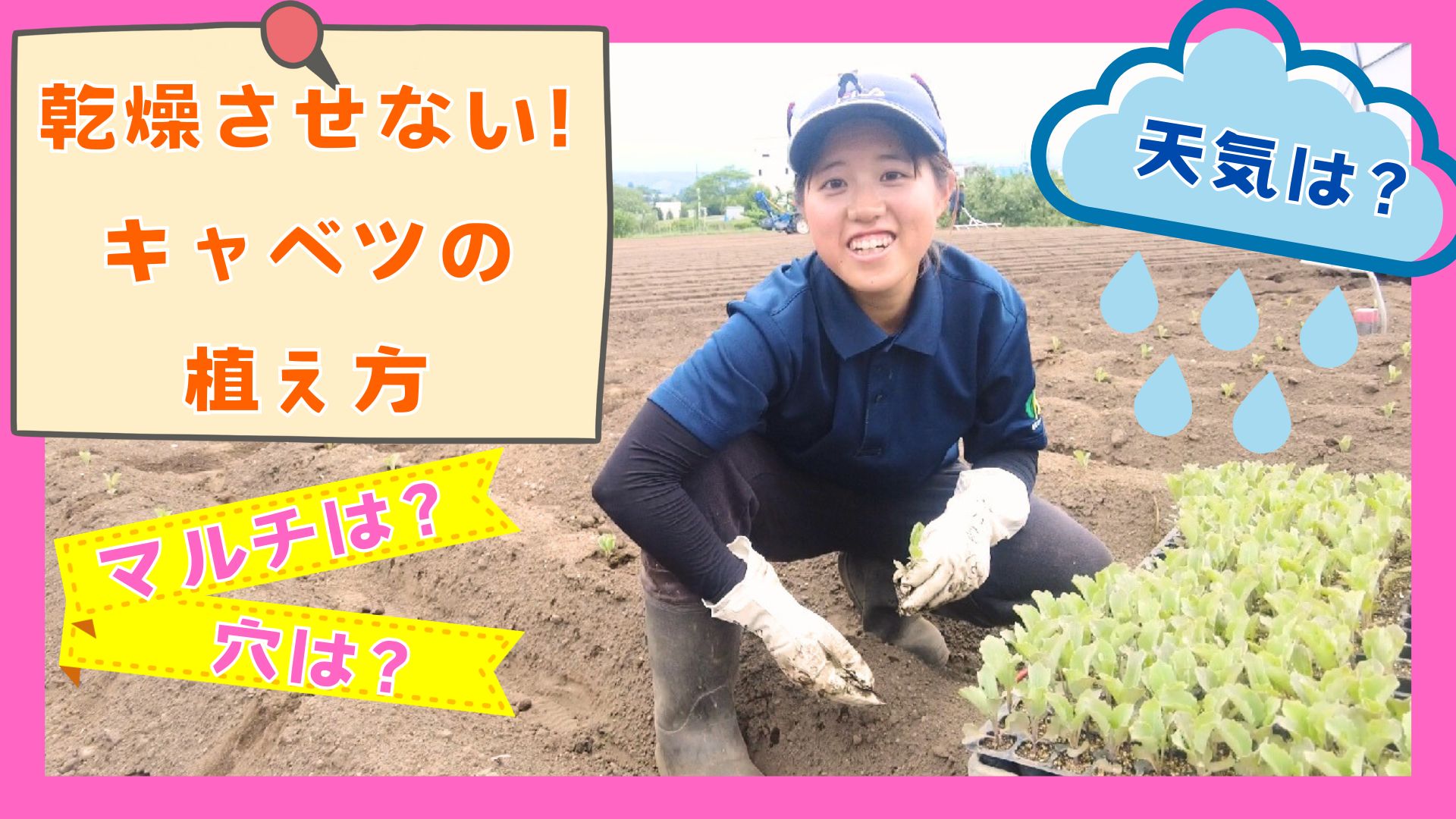 キャベツの定植方法！