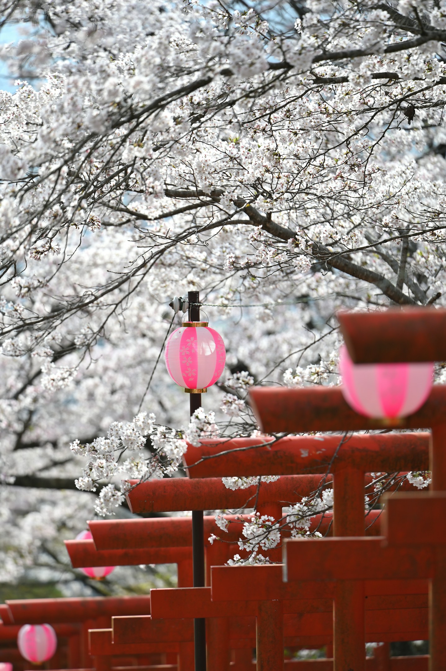 ”ほんとうのこと”のある春日部～お花見スポット～