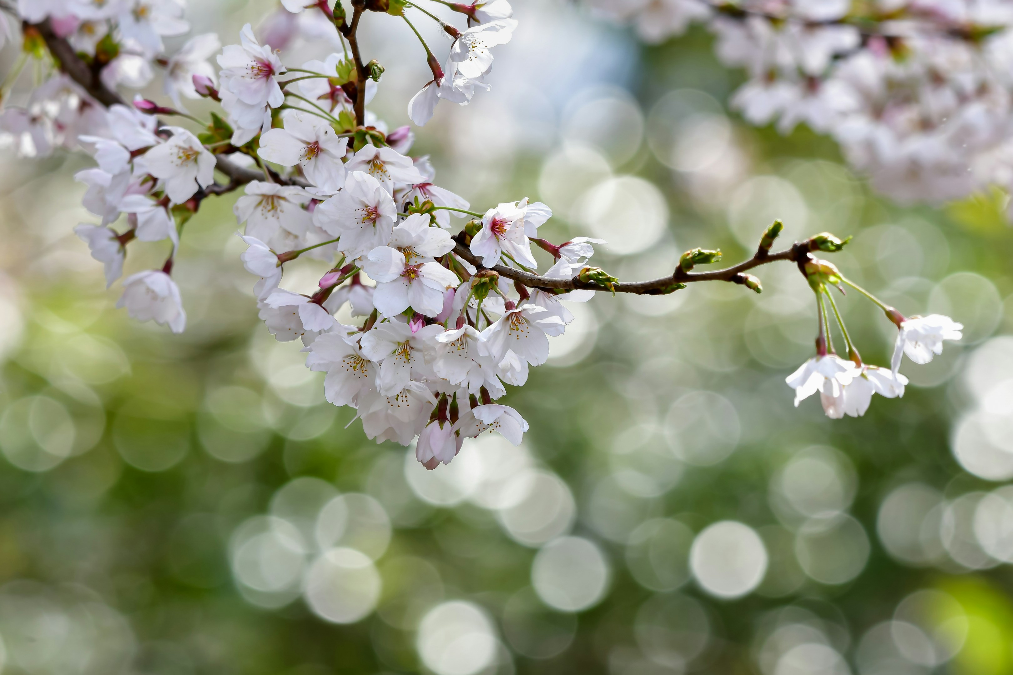 【あべの春やすみ】花見をして来ました。