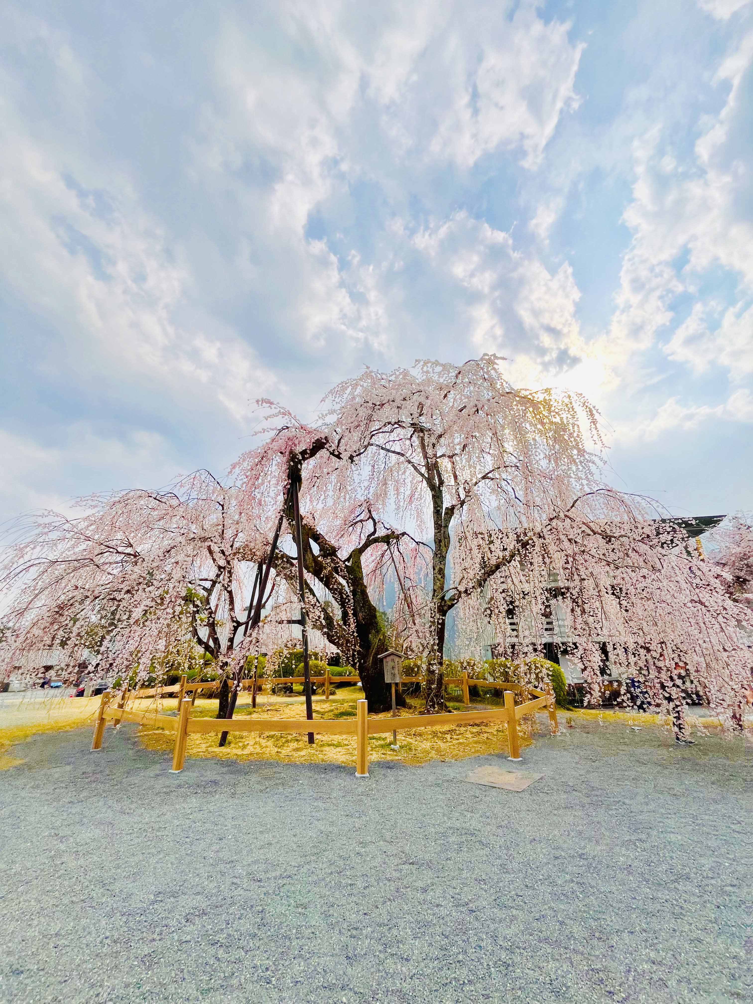 🌸春のひととき、チームでお花見へ。“毎日話せる関係性”が、強い組織をつくる。