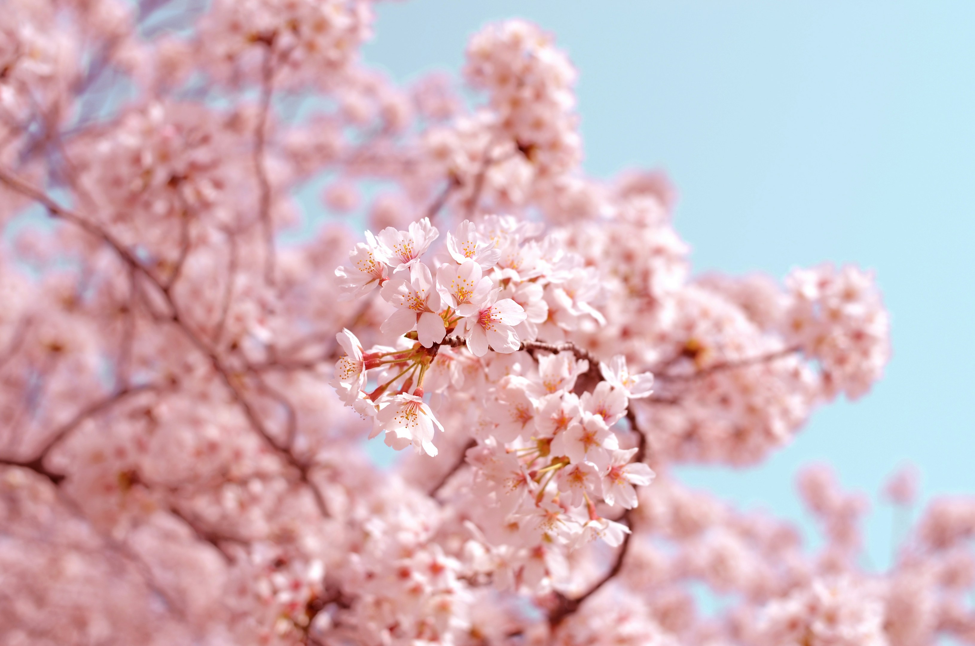 🌸 コードと桜を追いかけて：日本でソフトウェアエンジニアになるという夢 🌸