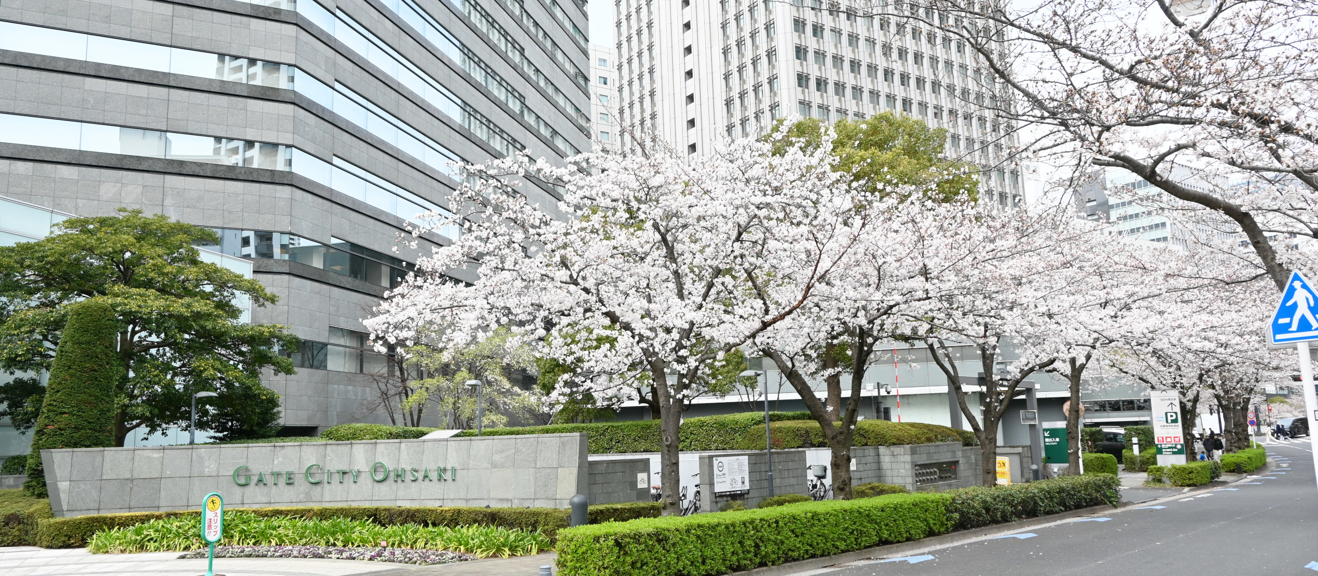 ゲートシティ大崎のLDIオフィスに近い目黒川の桜並木レポート！
