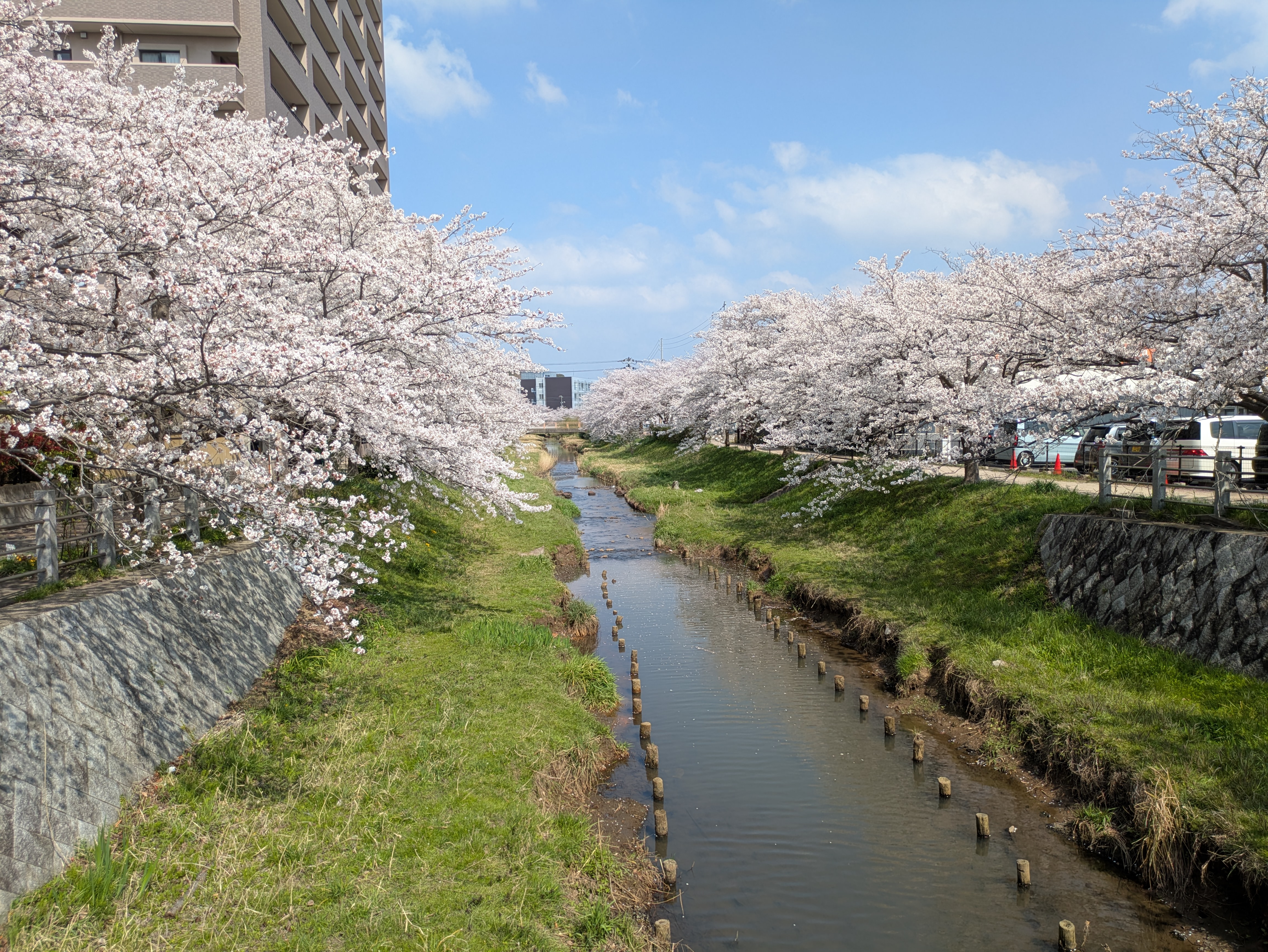 【出雲】樹齢300年の枝垂れ桜