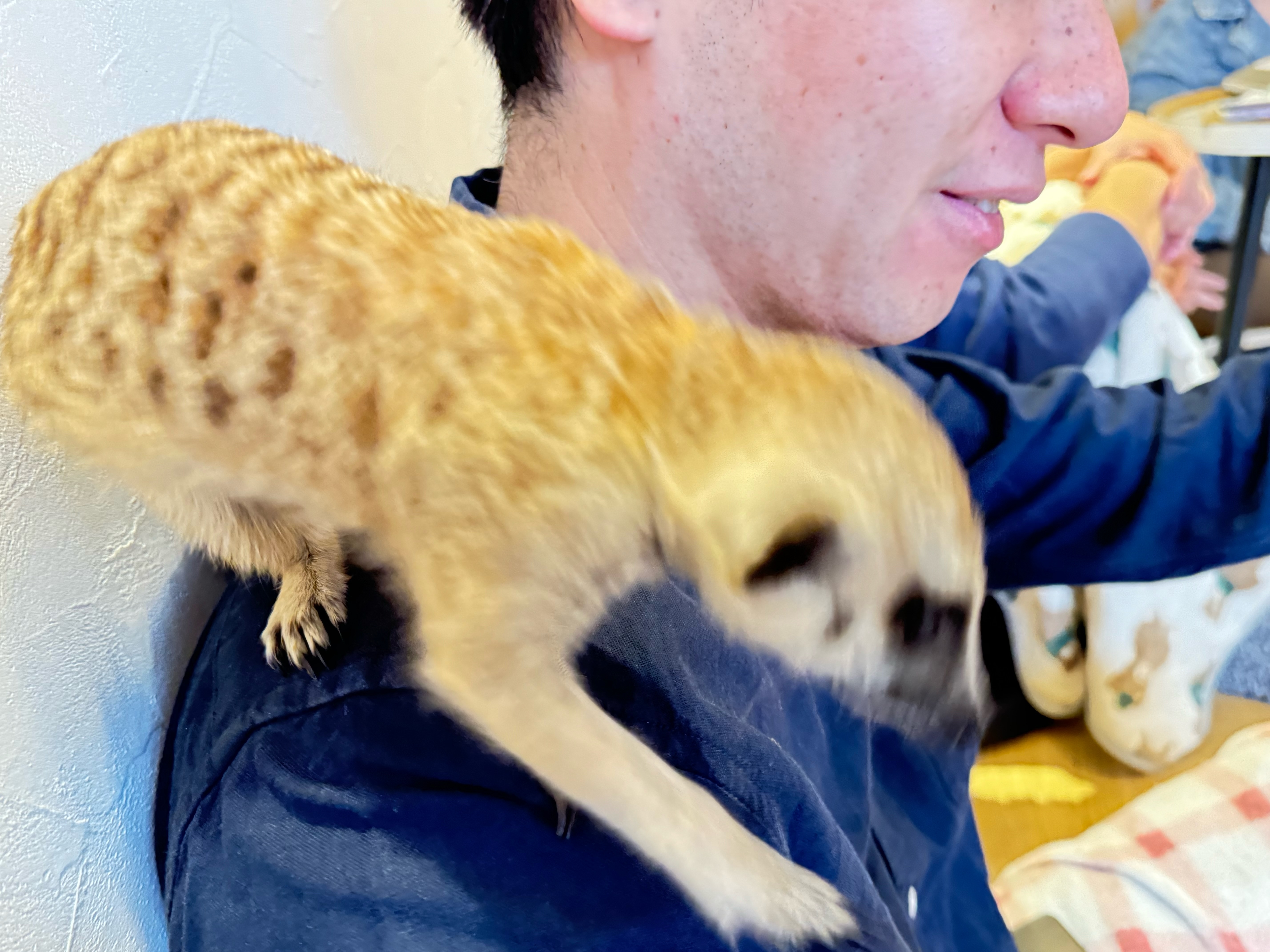 社員blogVol.74「動物好きにはたまらない。吉祥寺のミーアキャットカフェ」