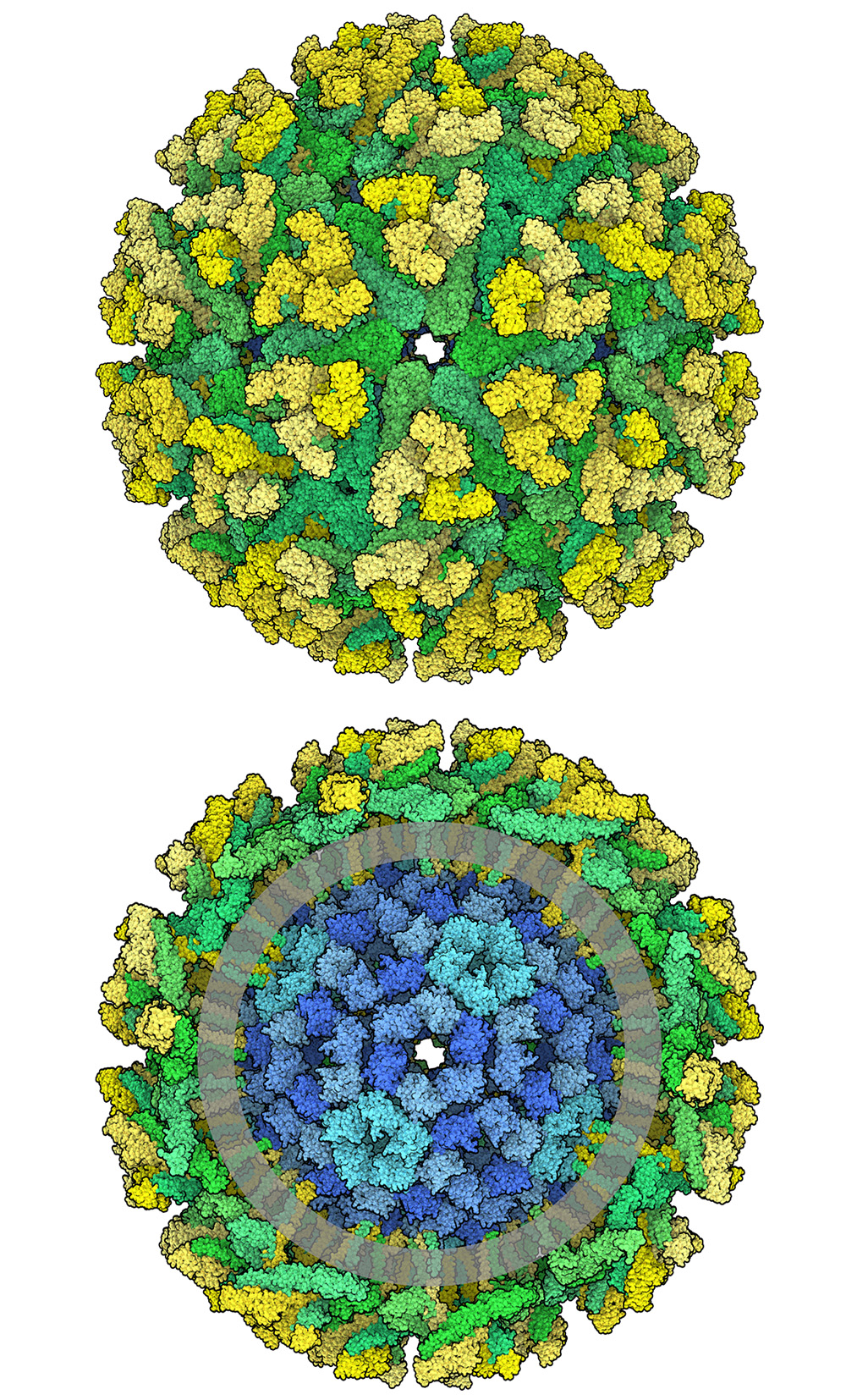 今月の分子 306: 東部馬脳炎ウイルス（Eastern Equine Encephalitis Virus）