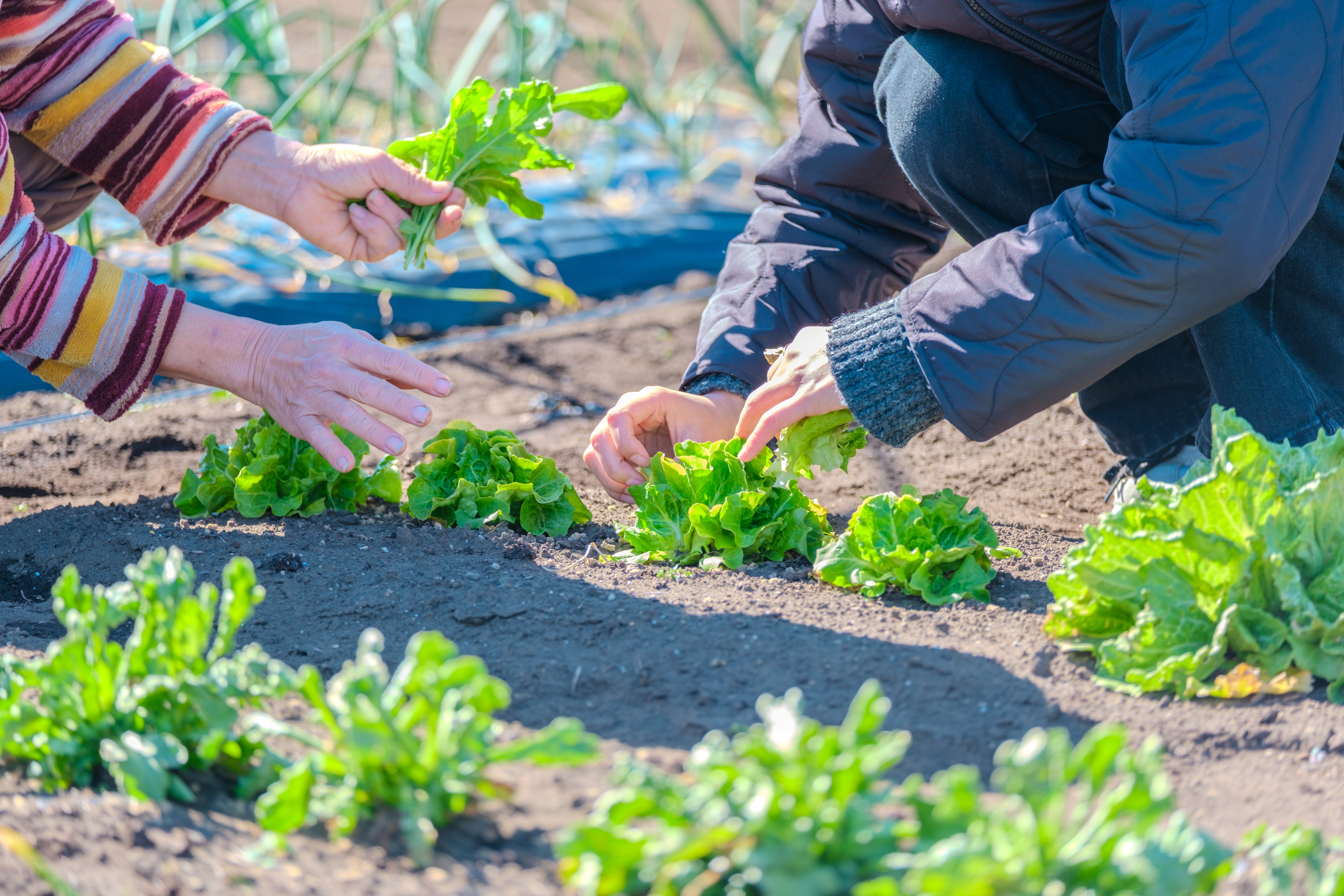 24歳(入社5か月)、商品をプロデュースする話。