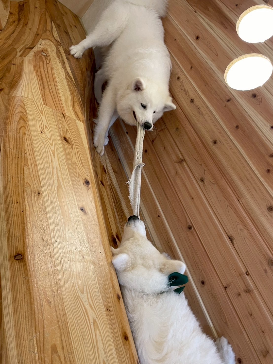 犬カフェ