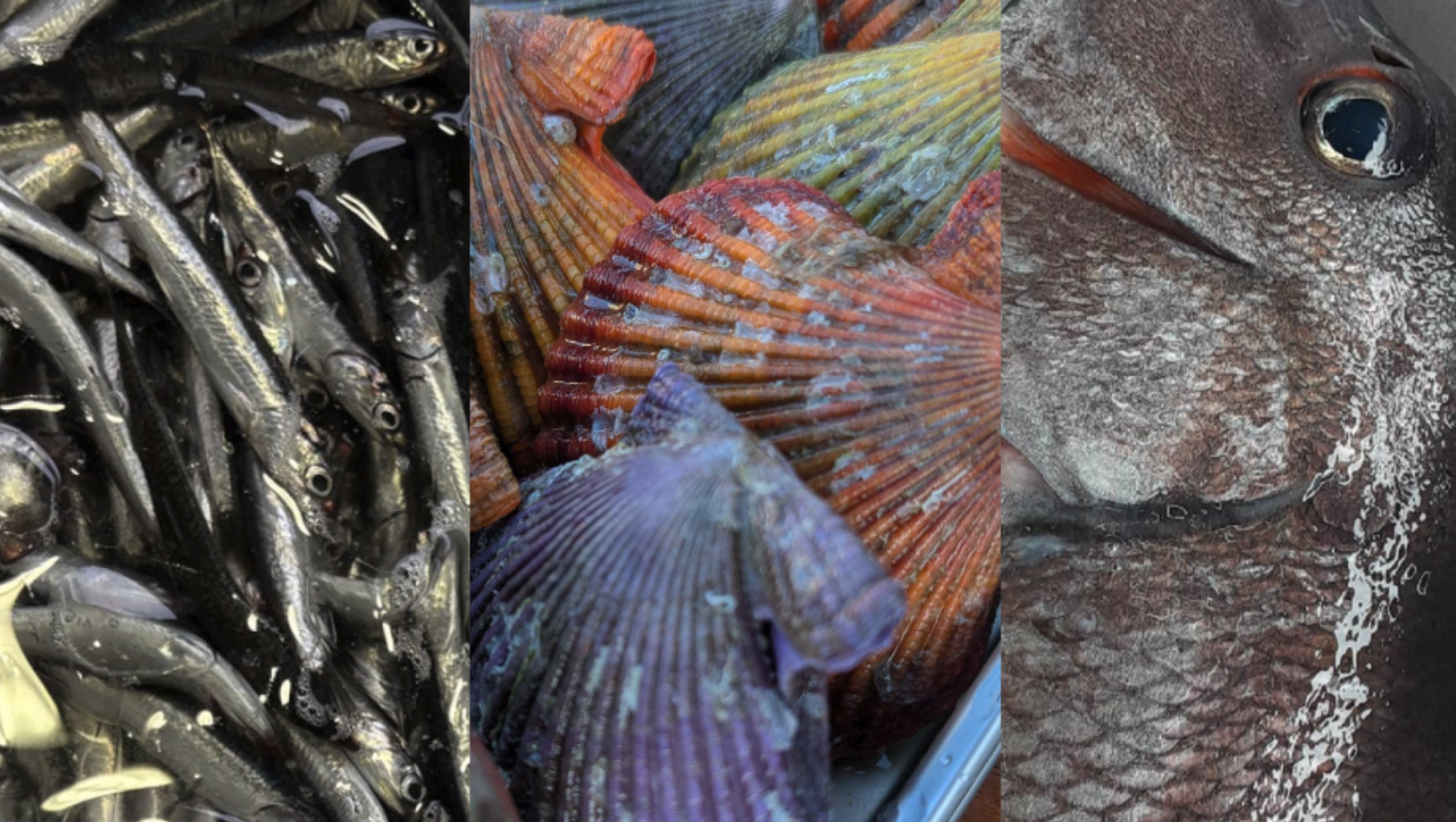 ウーオスタッフがこの週末食べたオススメ鮮魚3選！