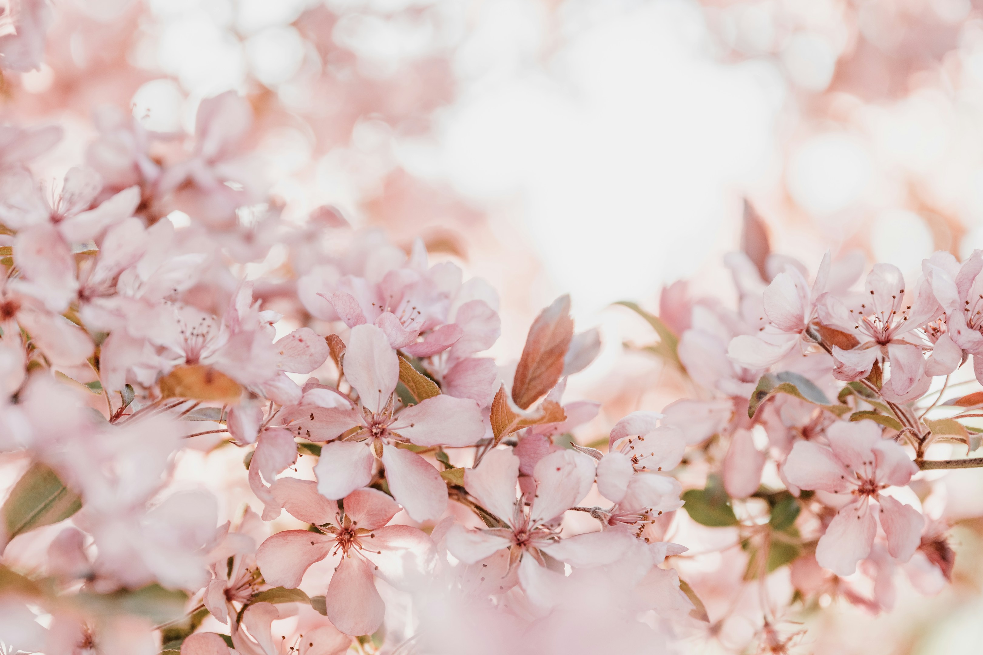 病気の解説、しつけの悩み相談が得意です