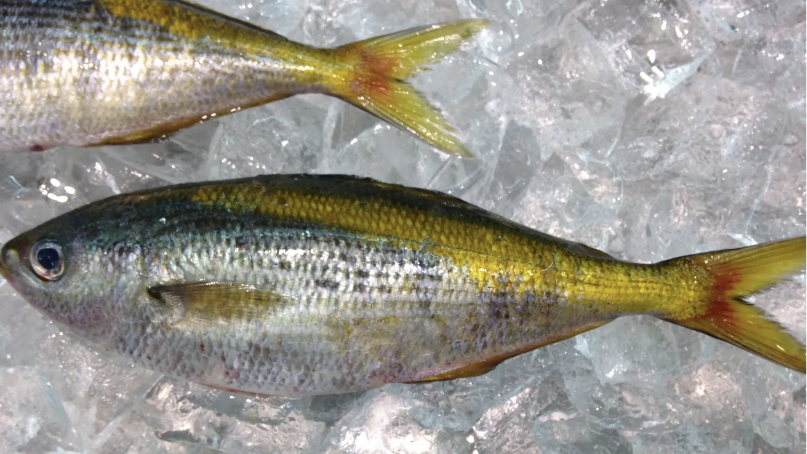 夏に脂乗り◎な高級魚 タカベに熱視線👀