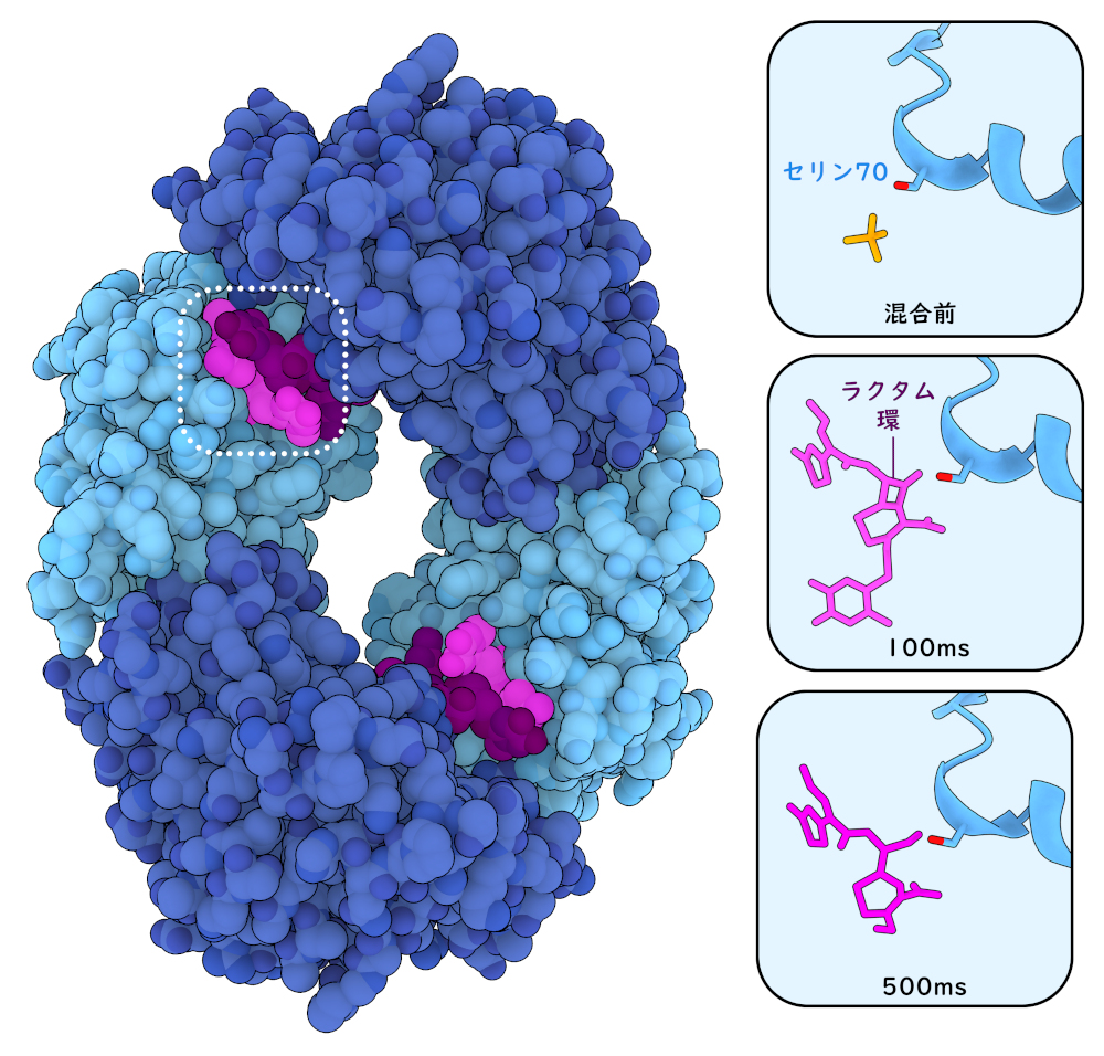 今月の分子 307: βラクタマーゼの活動をとらえる（Capturing Beta-Lactamase in Action）