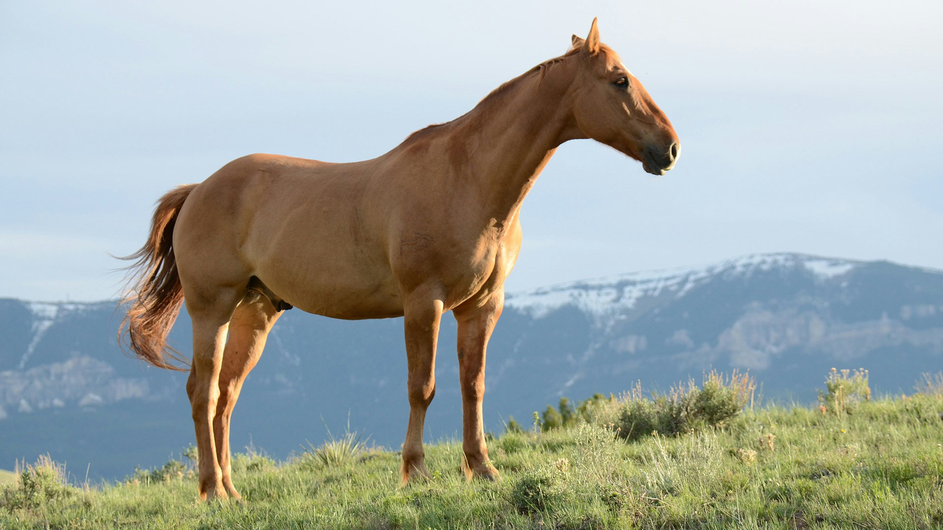 夏競馬はじまります