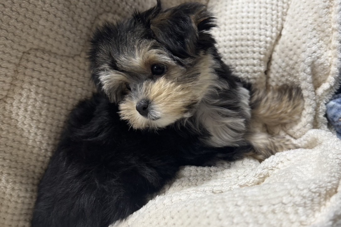 🐶ココちゃん