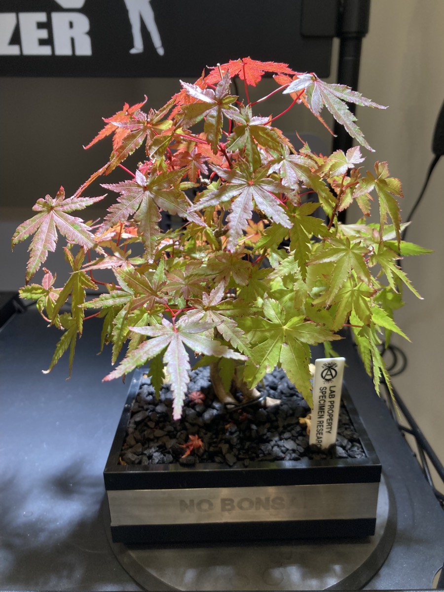 【オフィス紹介：福岡】オフィスに植物が増えてきました