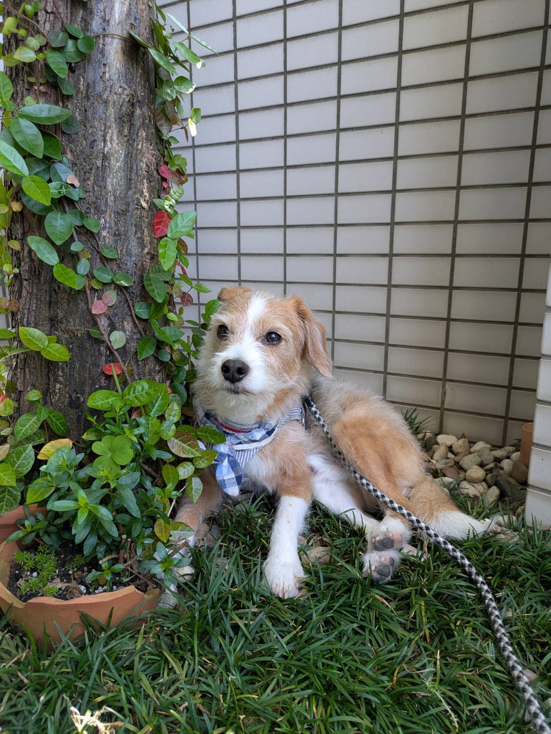 モフモフの癒し🐕