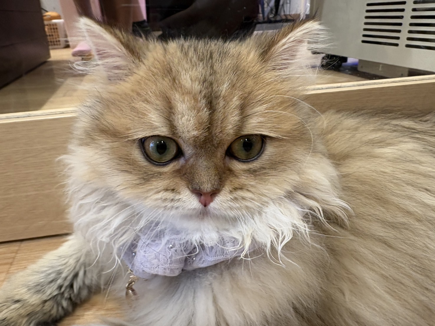 癒(=^ω^=)