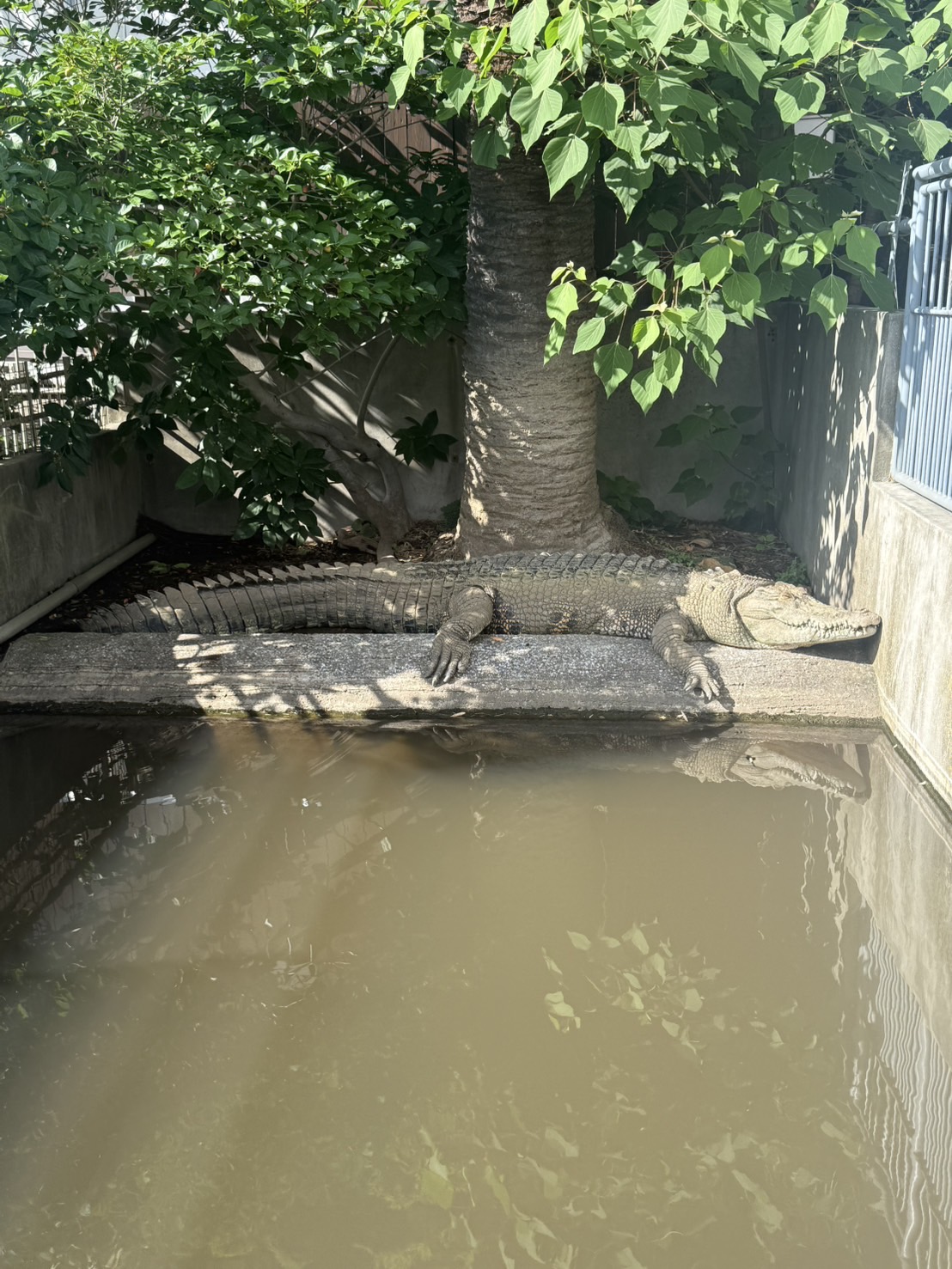 地獄温泉のわに🐊🐊