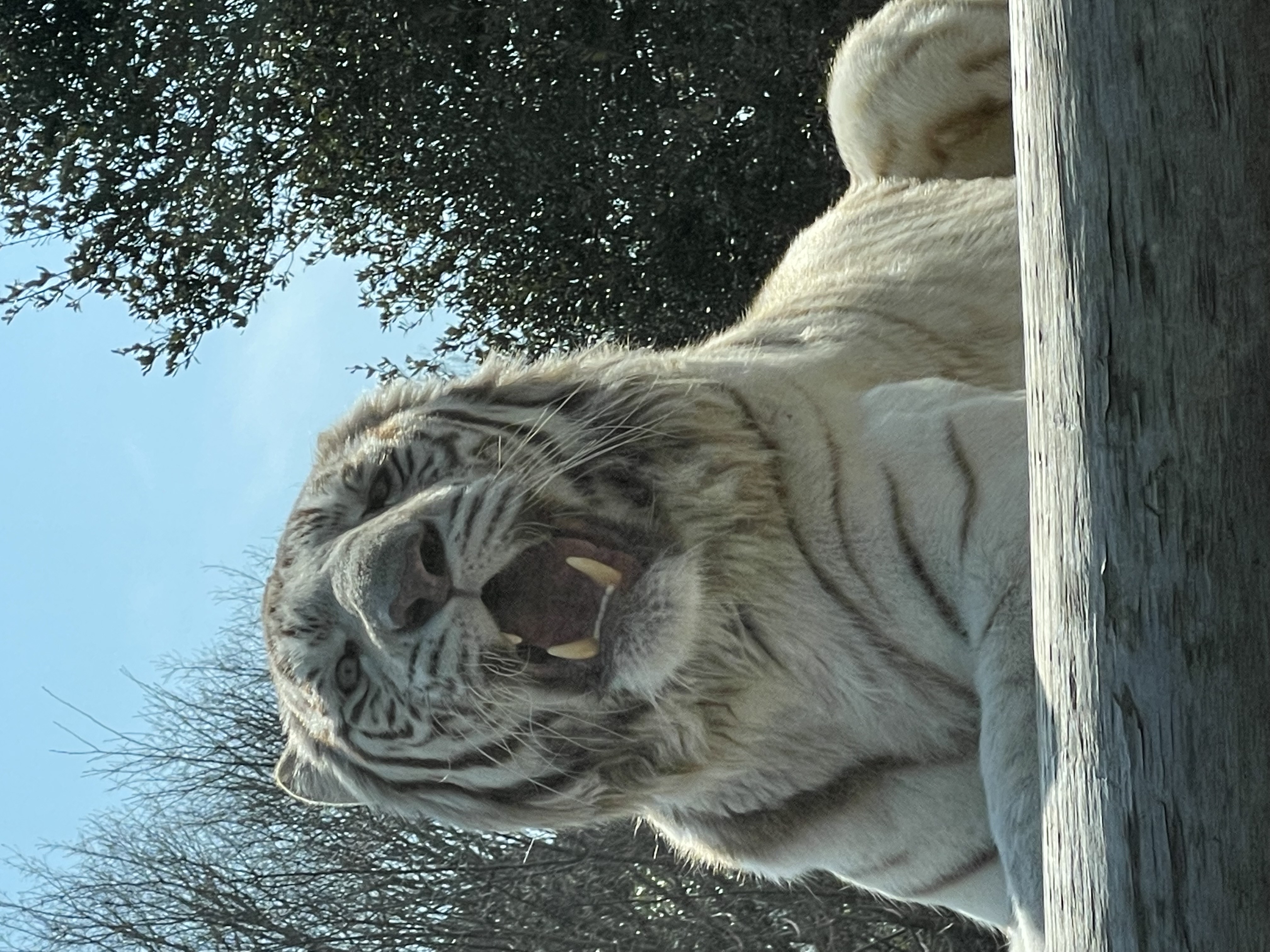 ホワイトタイガー🐅♡