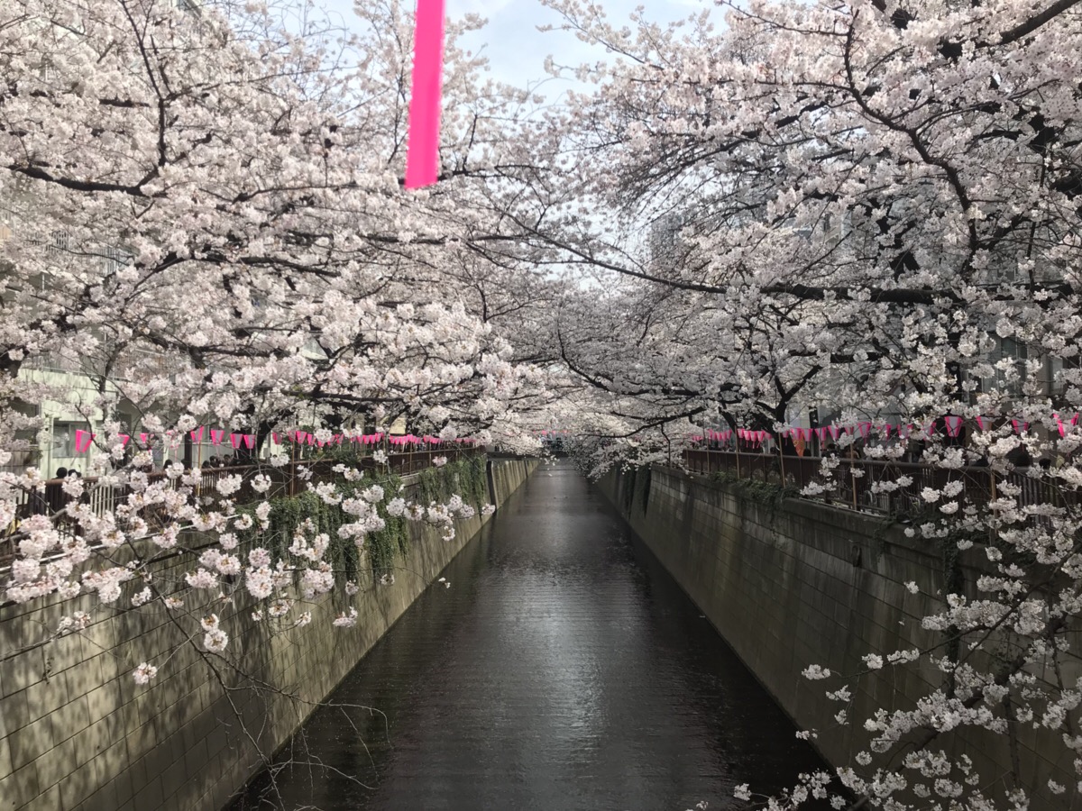 桜満開 お昼休憩にお花見をしてきました 目黒川 全力 ワクワクのイベント