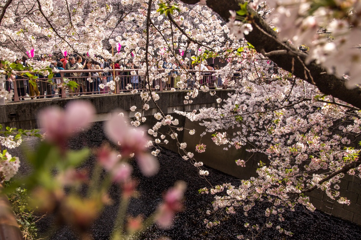 桜満開 お昼休憩にお花見をしてきました 目黒川 全力 ワクワクのイベント