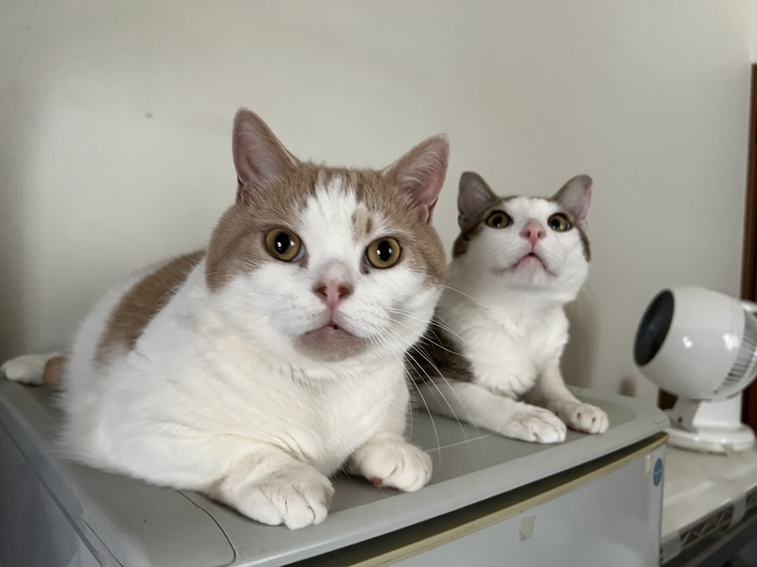 猫の表情って豊かで飽きない。