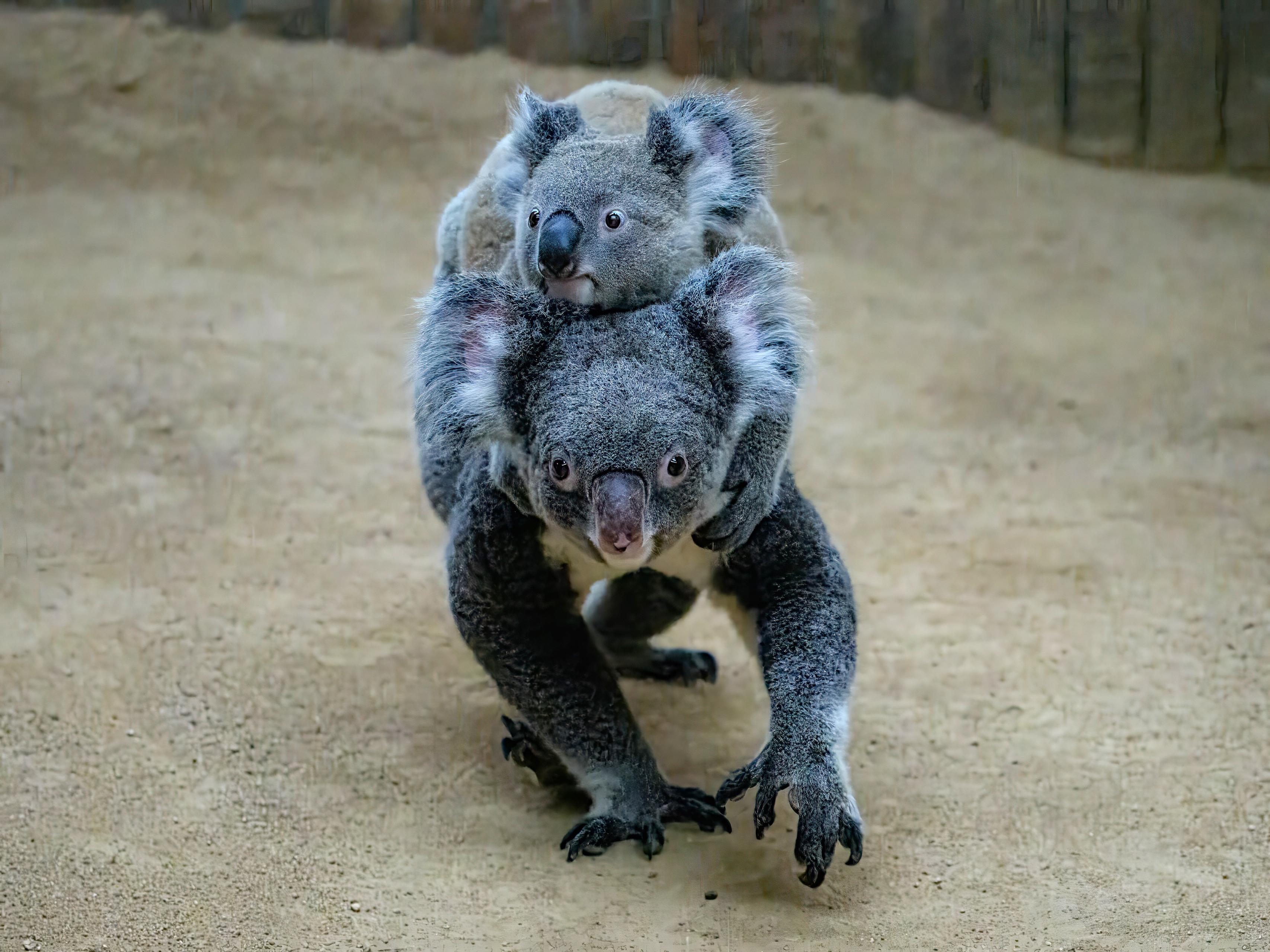 動物サポーター制度へ参画しました！～「感染管理で社会に貢献する」メディコムジャパンの新たな挑戦～