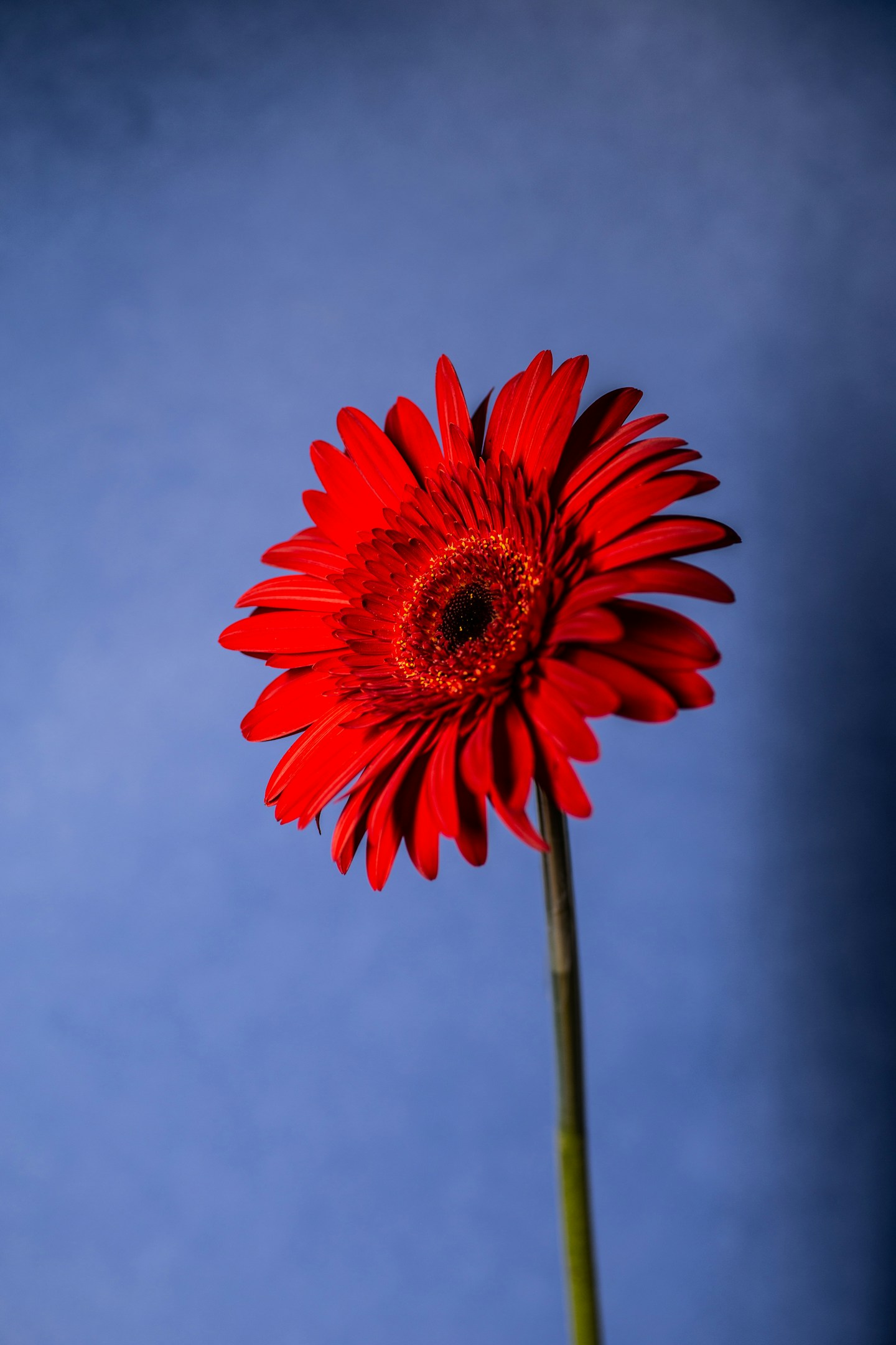 Gerbera Music Agency 社史
