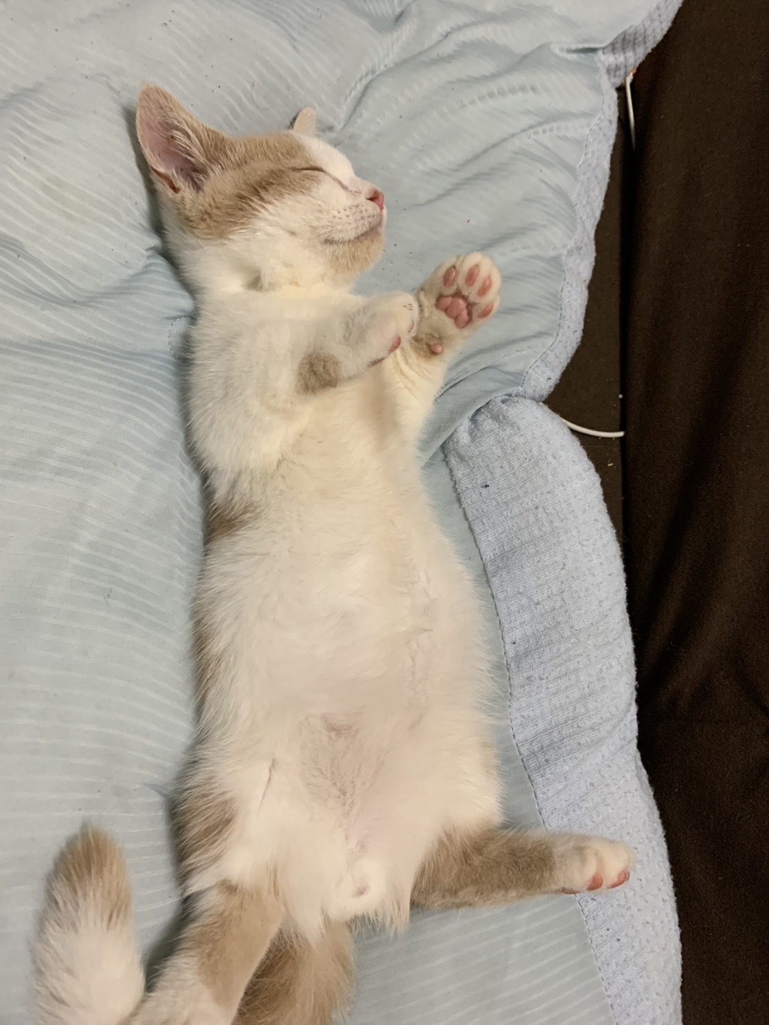 子猫の時も可愛かった…今も可愛いけど！