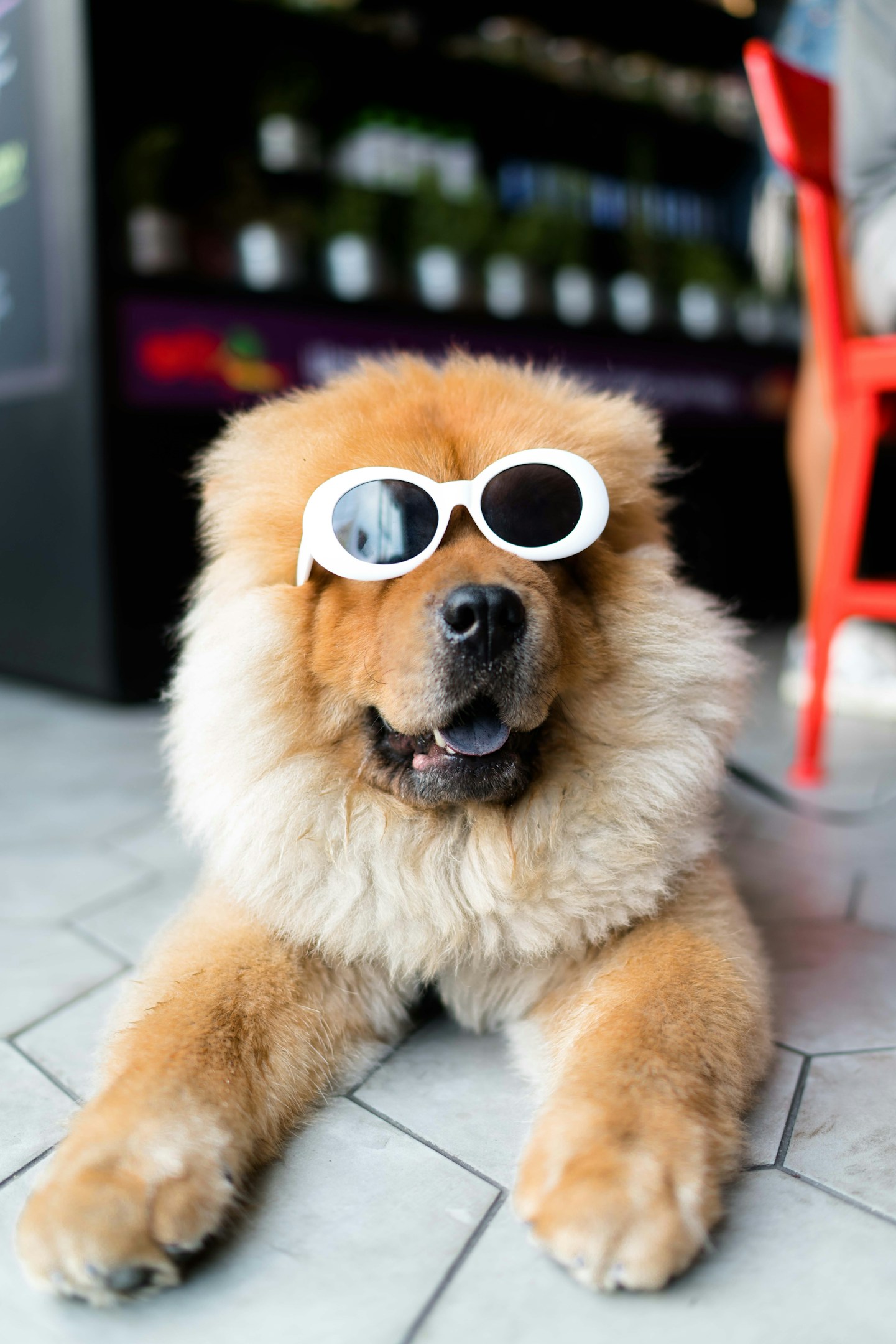 犬とレシピで学ぶ！API叩きアプリ2連発