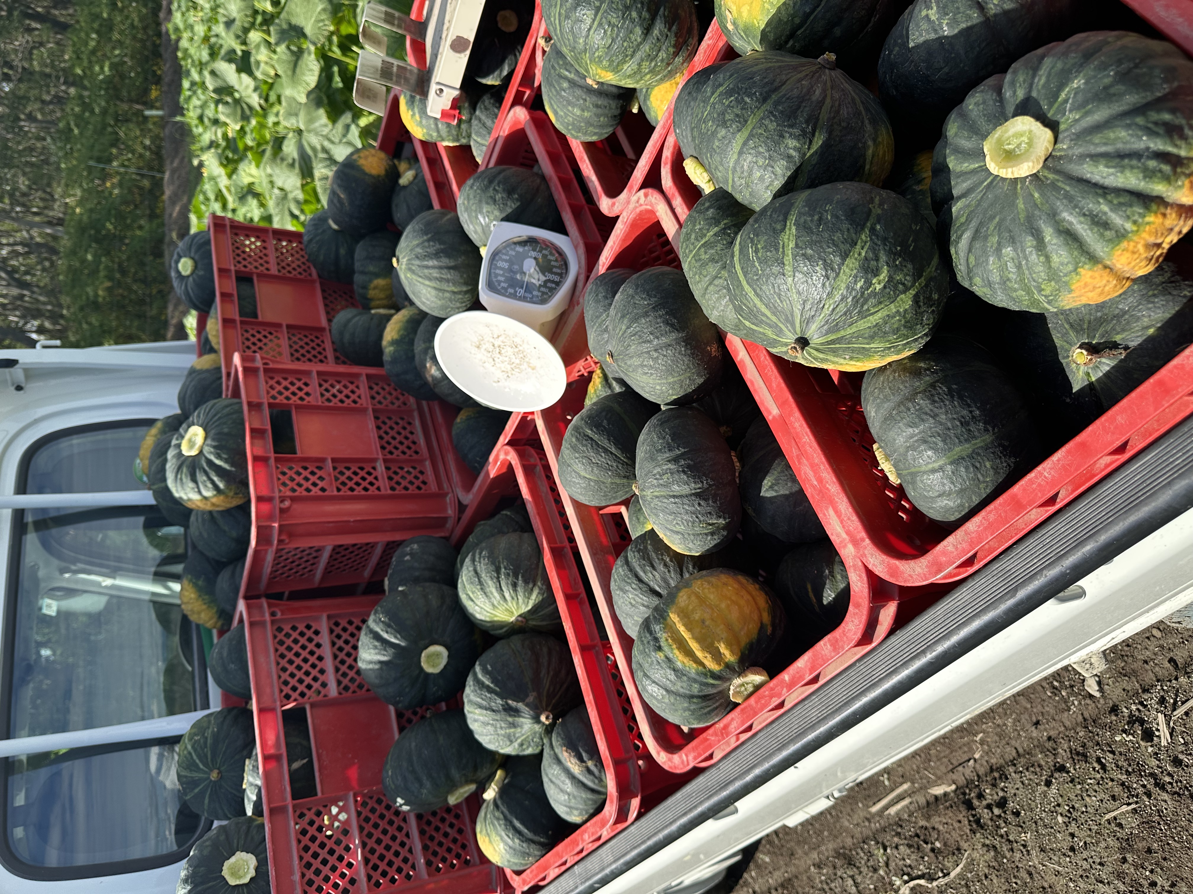 苫前町特産品紹介②　〜カボチャ〜