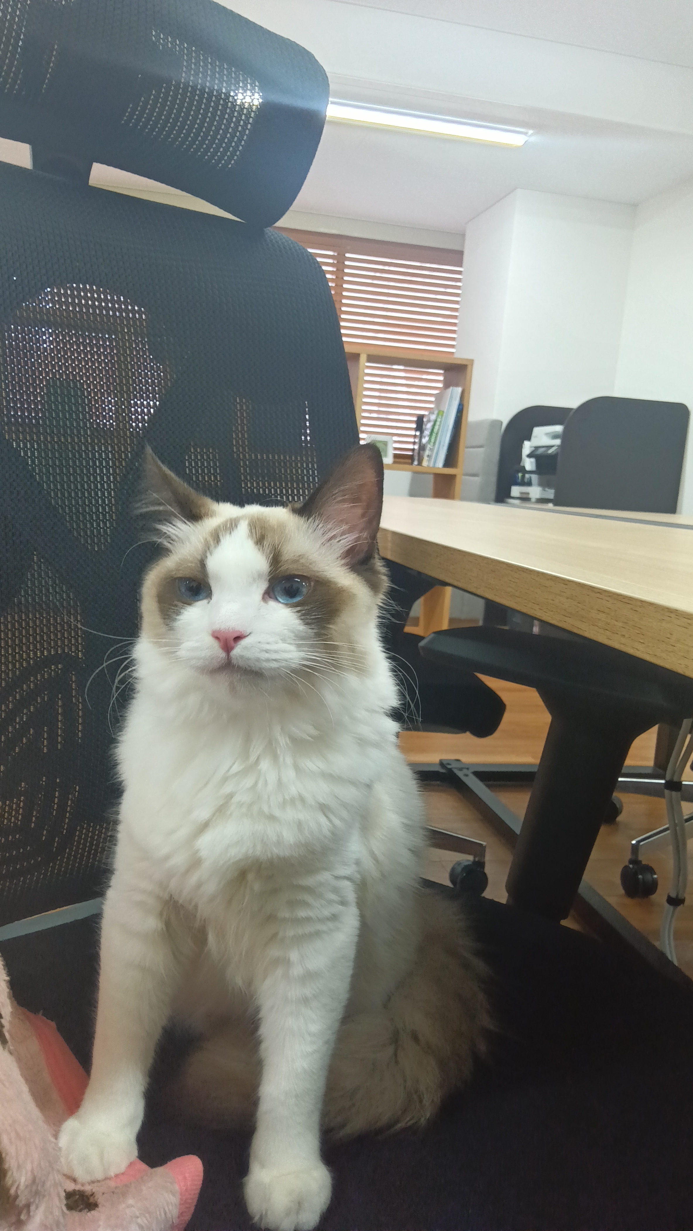 【ネコの手も借りたい】社内委員会 始動！