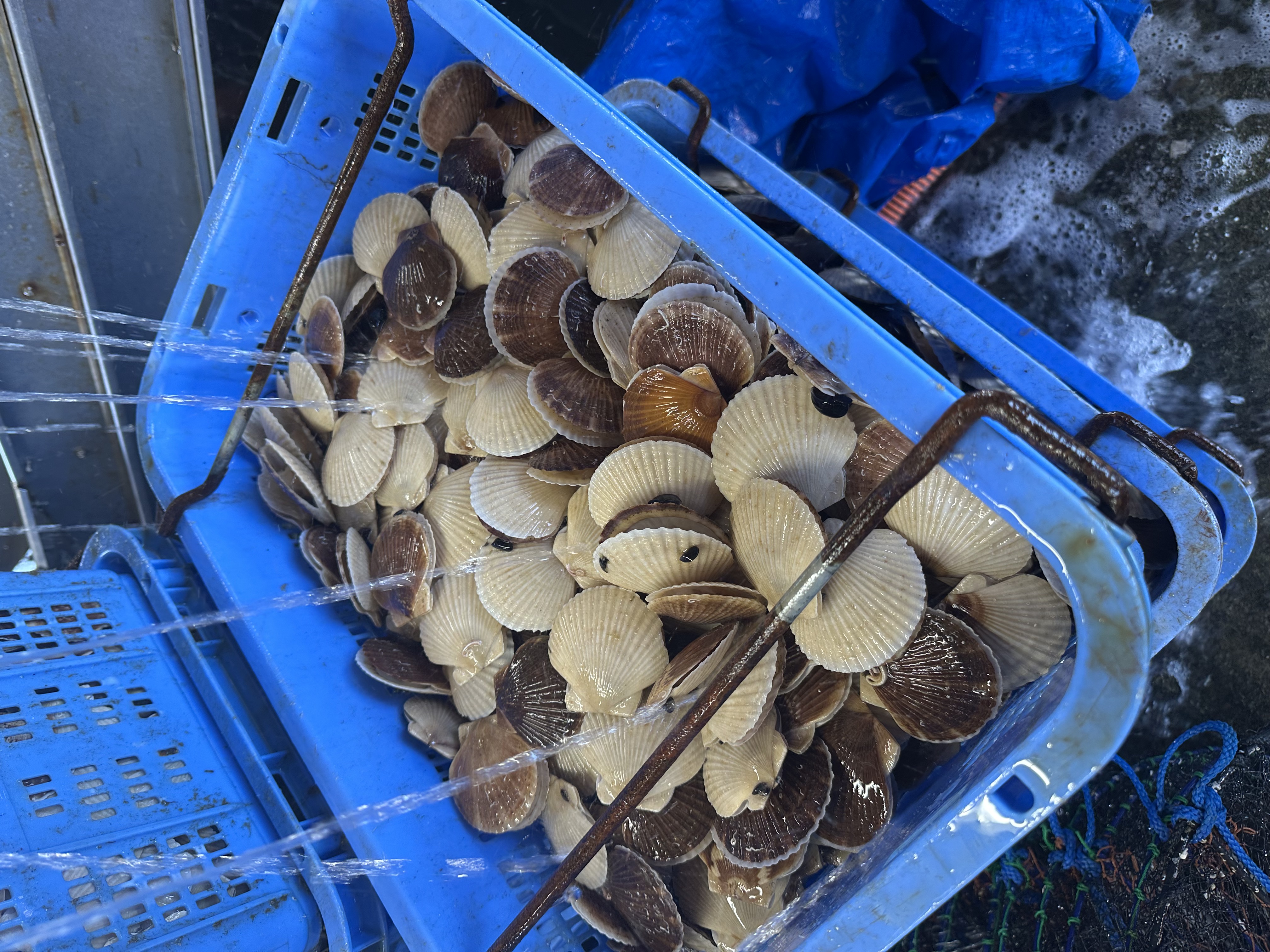 苫前町の暮らしを支えるホタテ漁の存在