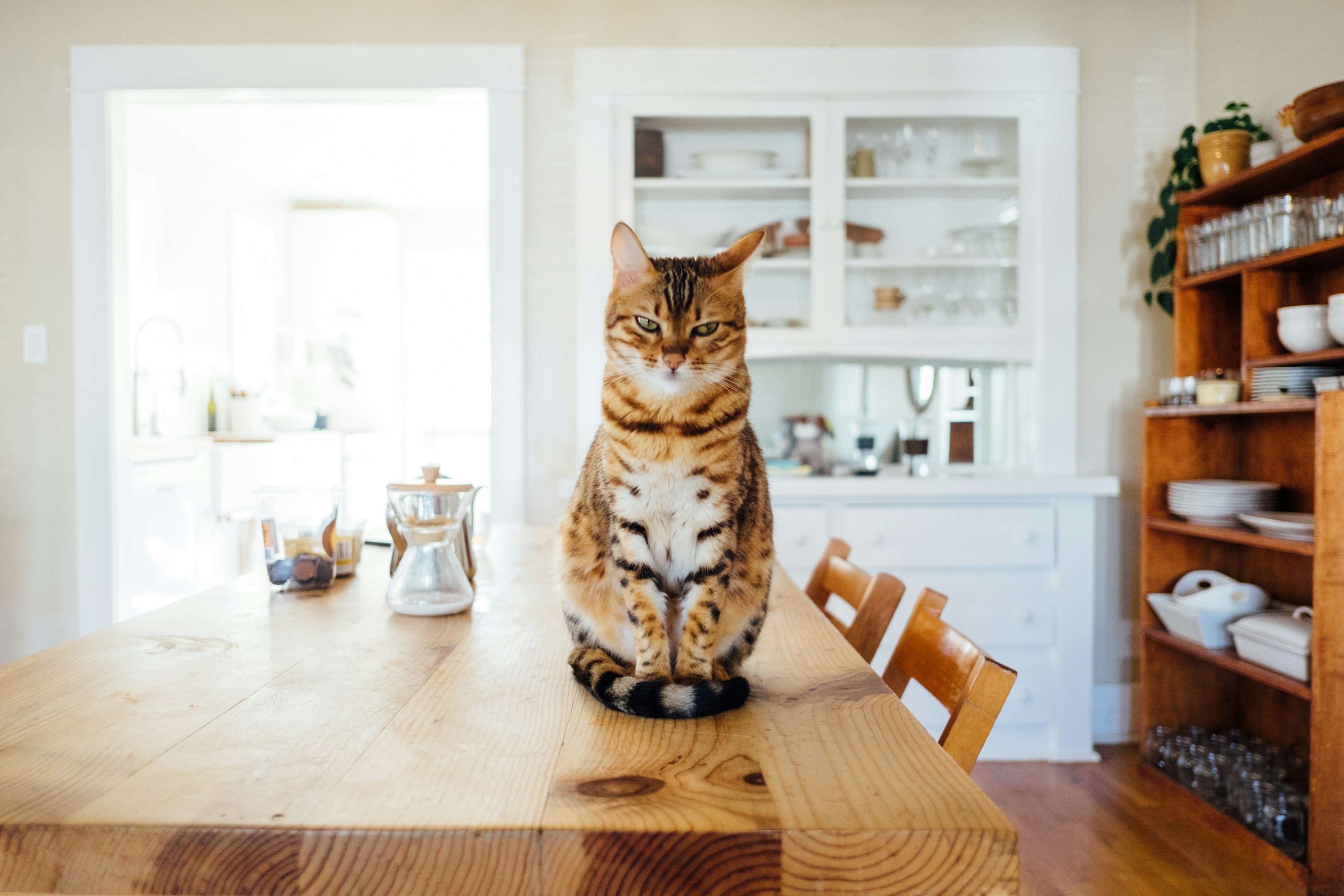 僕の働き方を変えたのが、家にいる2匹の猫だった話。