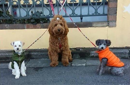 ワォ〜ンテッドリー