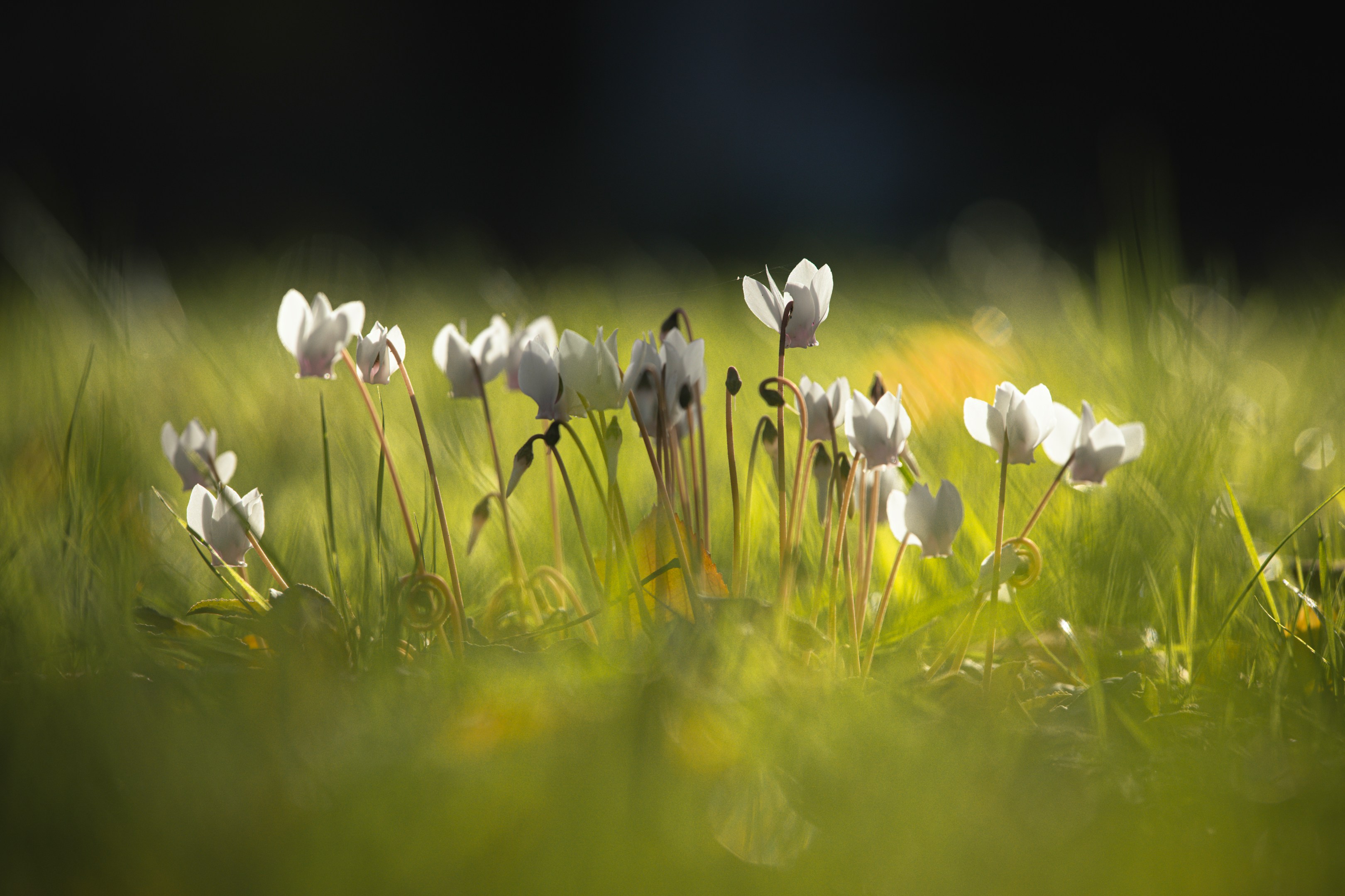 【秋山武流】フリーランスSNSマーケターの仕事術!数値分析と"ファンを増やす"投稿設計の両立