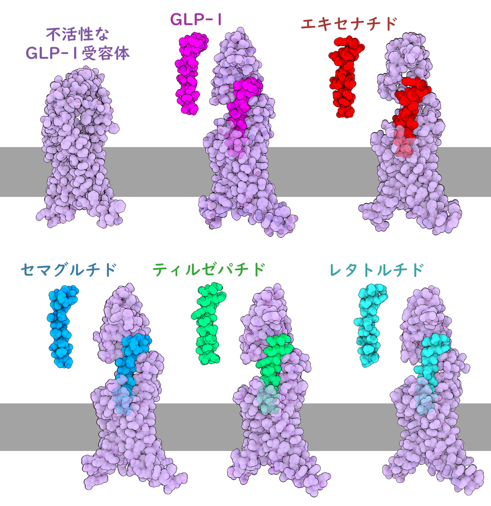 今月の分子 311: GLP-1受容体作動薬（GLP-1 Receptor Agonists）