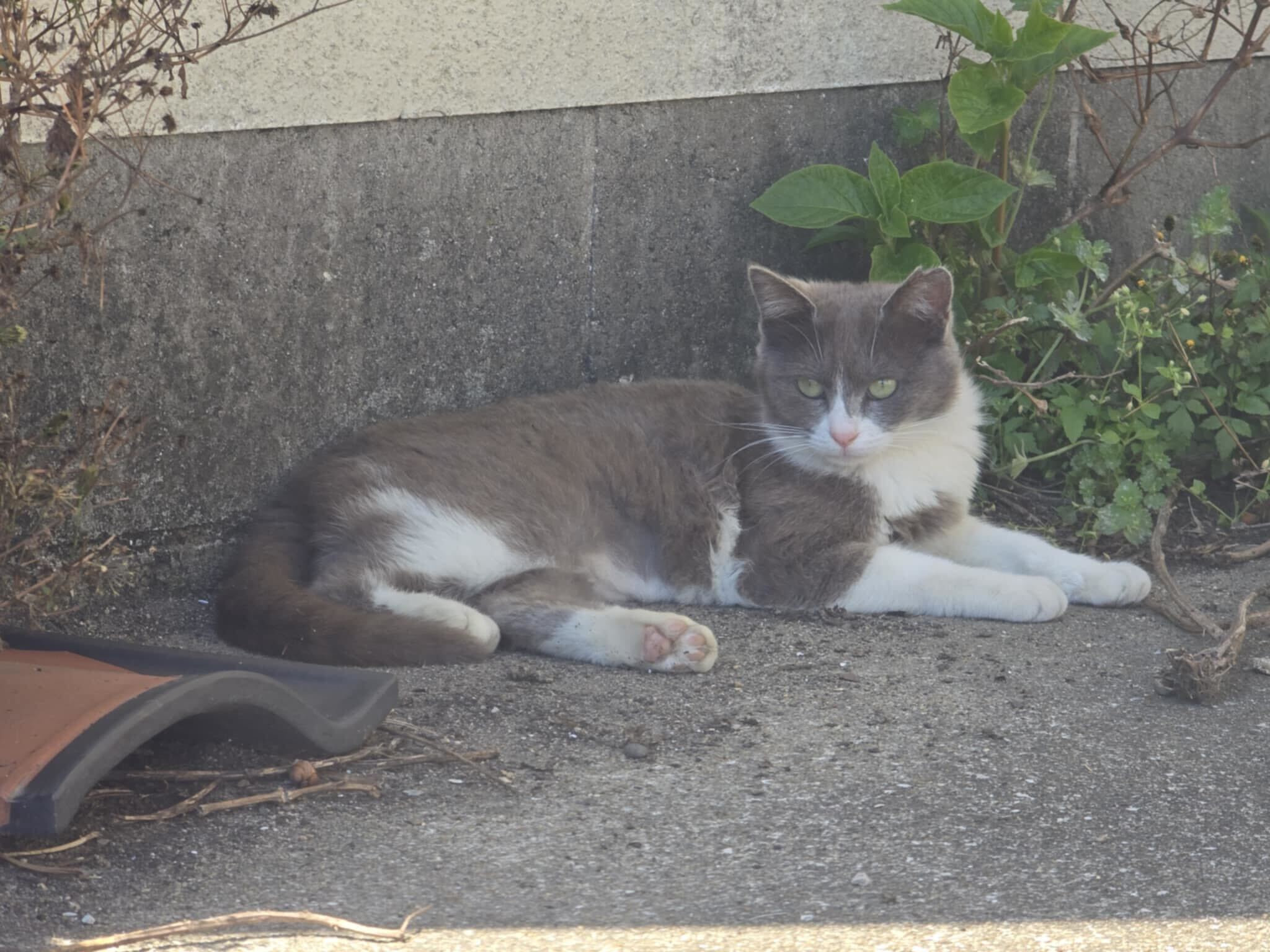 あにまるサポーターズでポスターを作成しました！