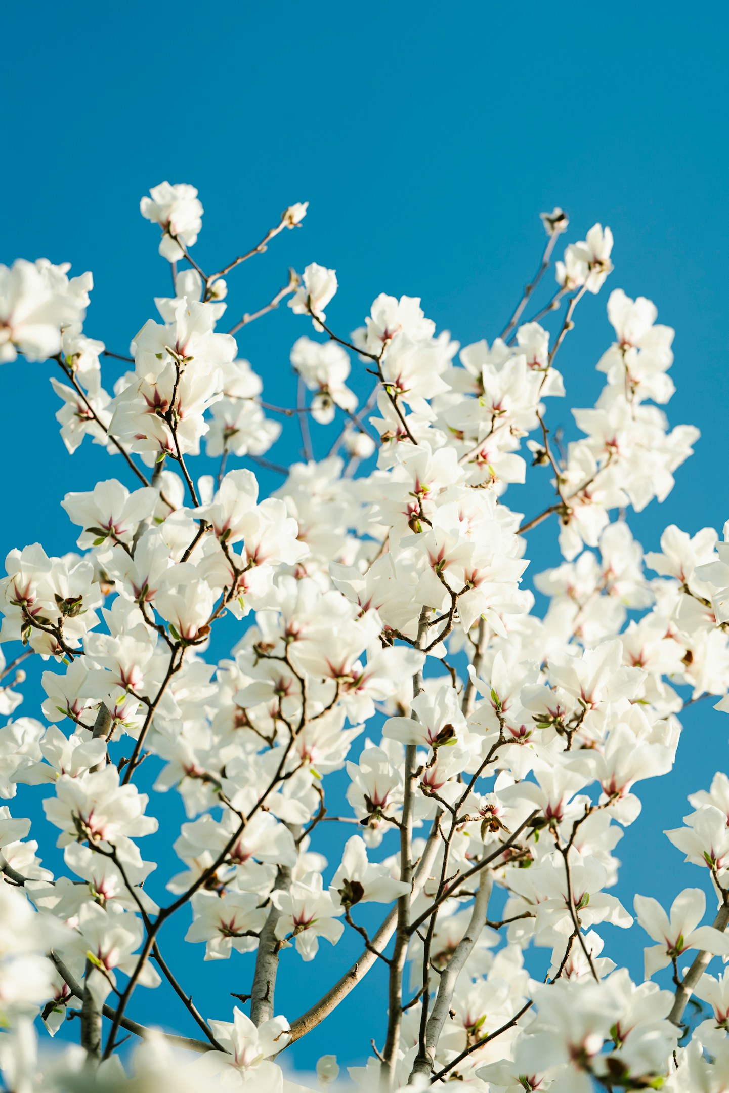 「ワクチン接種の日に、私は神戸ソフトという会社の本当の顔を見た」