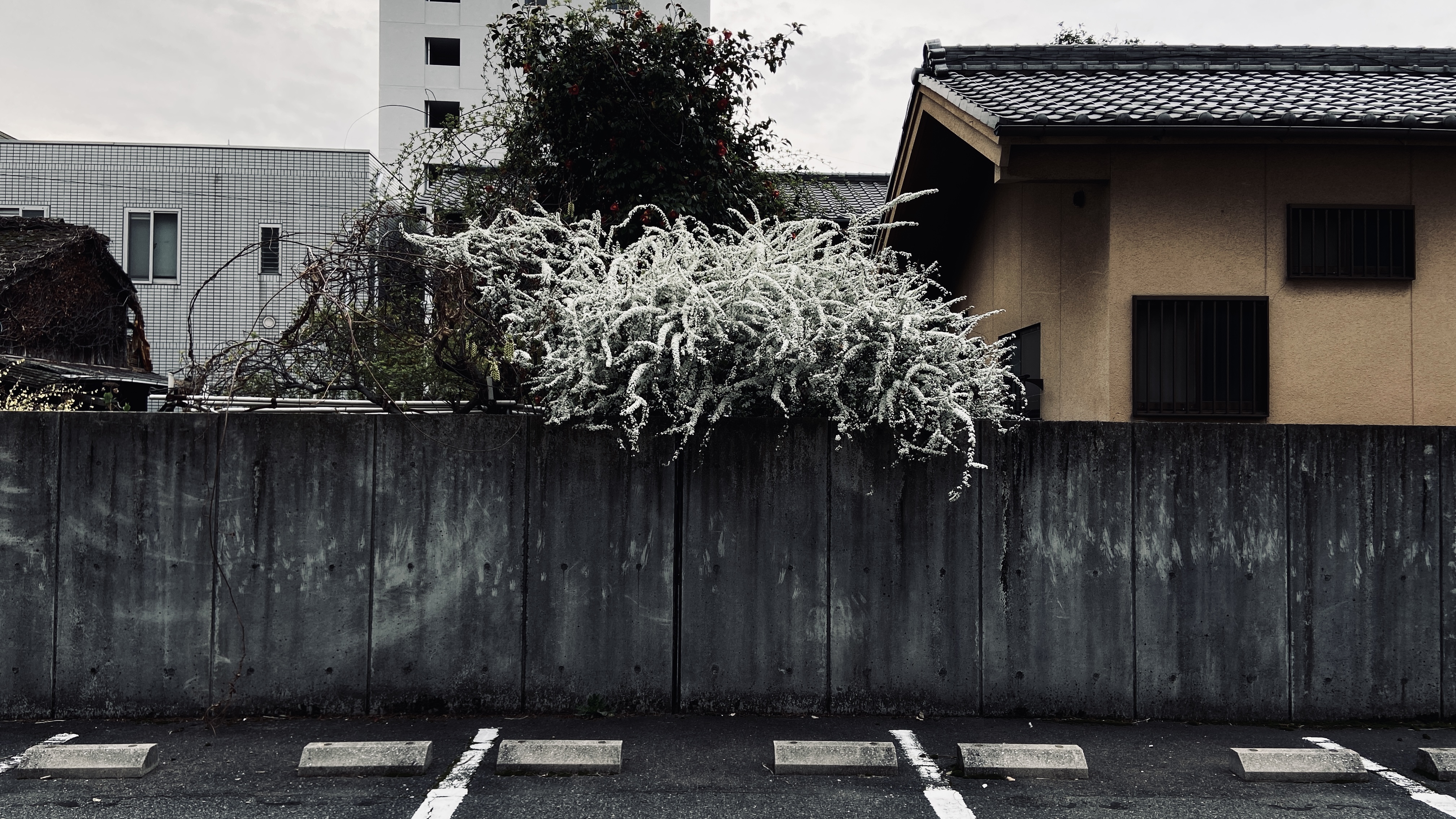 僕が日本で“多言語クリエイター”として挑戦したい理由