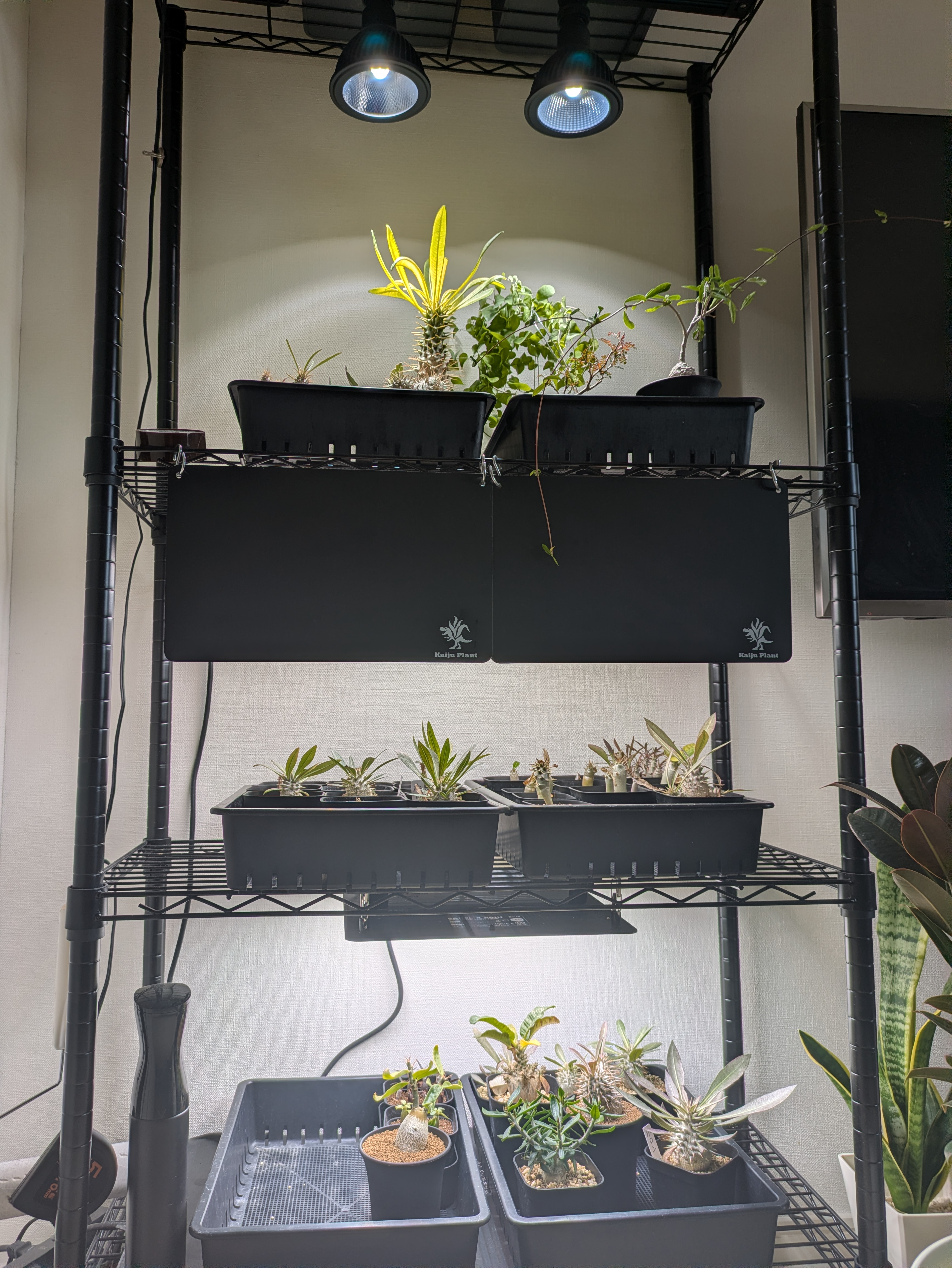 パキポディウム・グラキリス実生録 #3