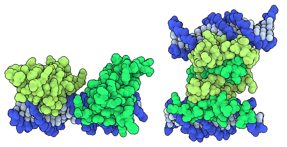 今月の分子 312: FOXP3
