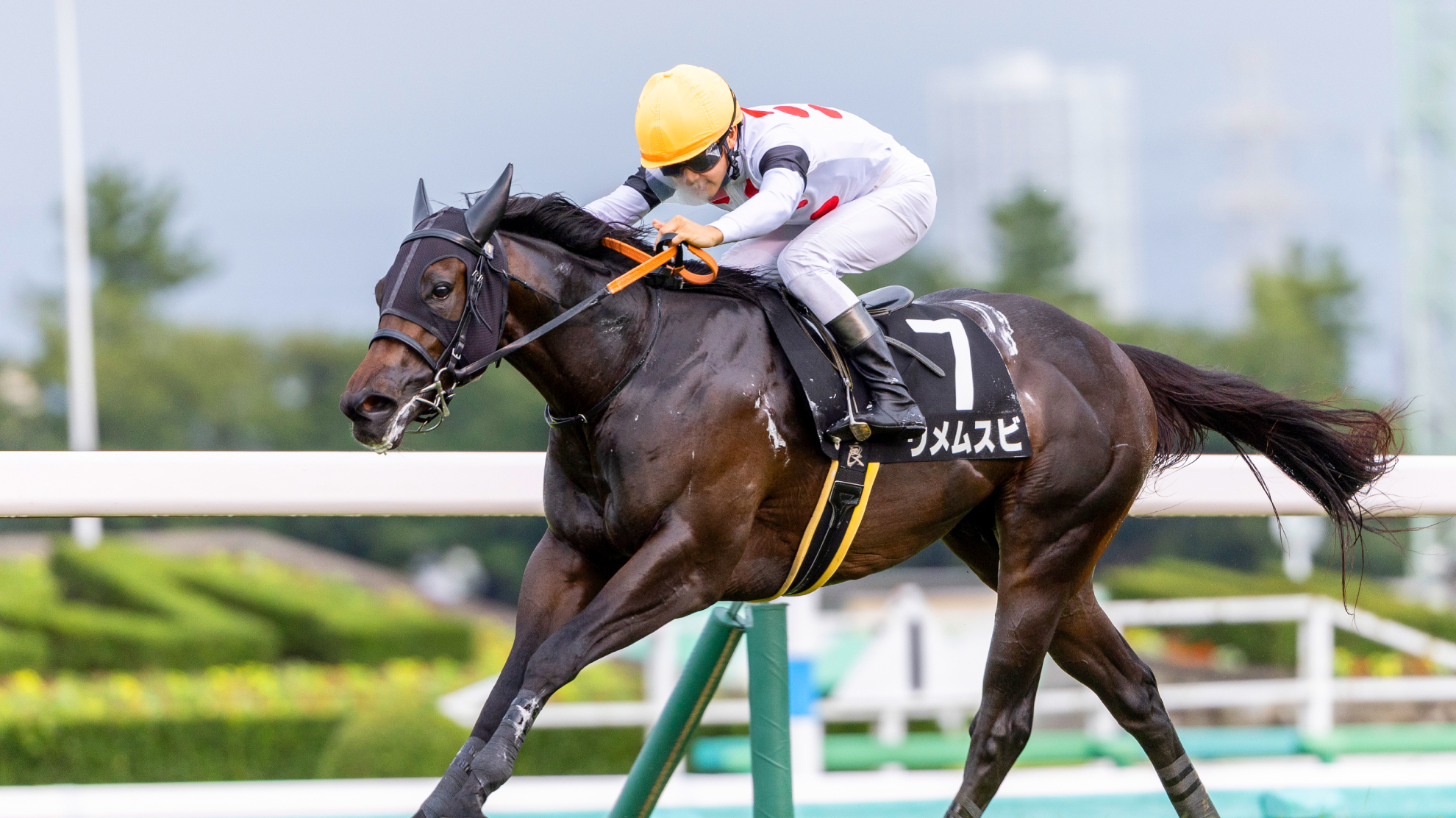 ウメムスビ × 梅の研究 × JRA法人馬主ストーリー｜紀州ほそ川