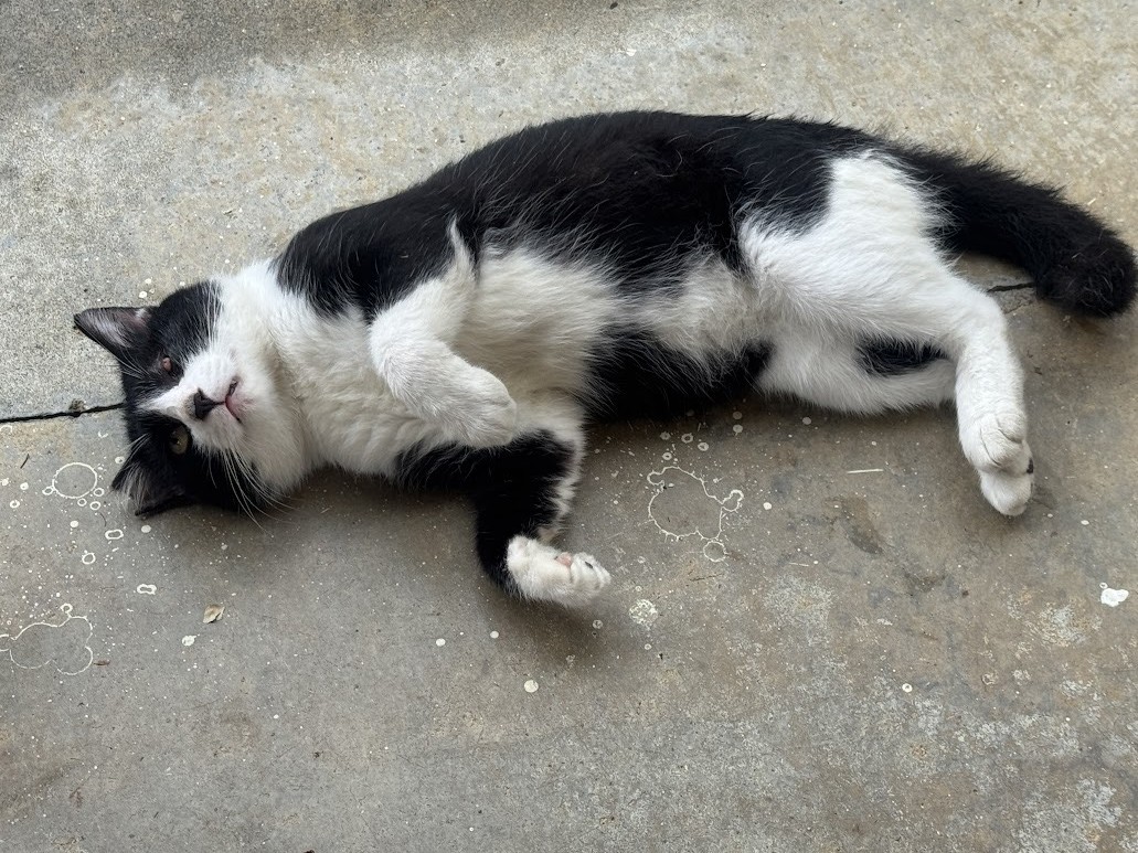 IT企業が宮古島の猫を救う？社員旅行で気付いた意外な巡りあわせ