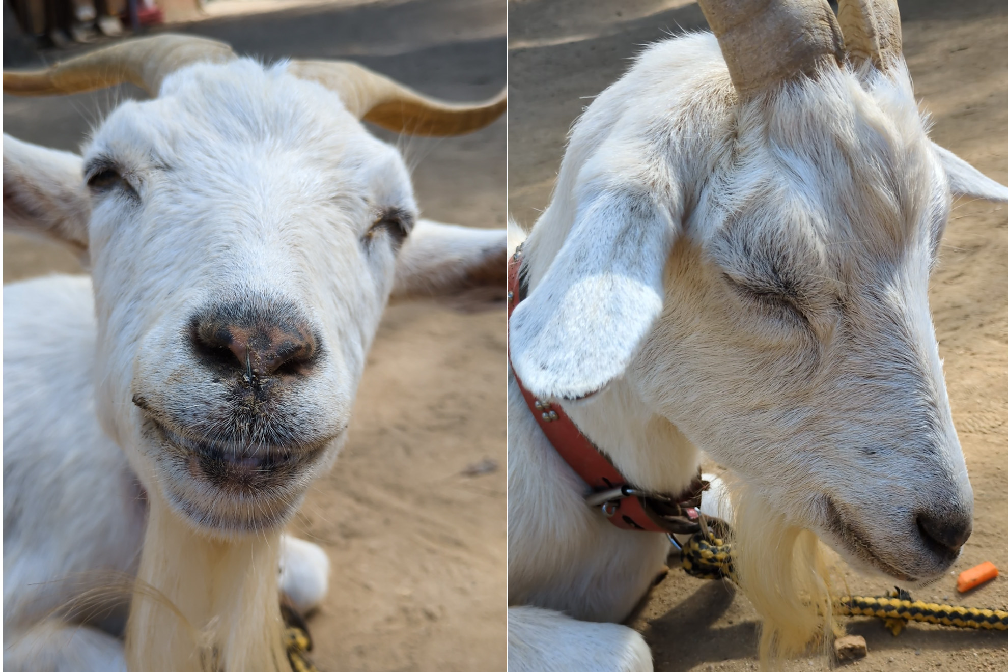 「ヤギ」を飼おうとしているマーケティング会社