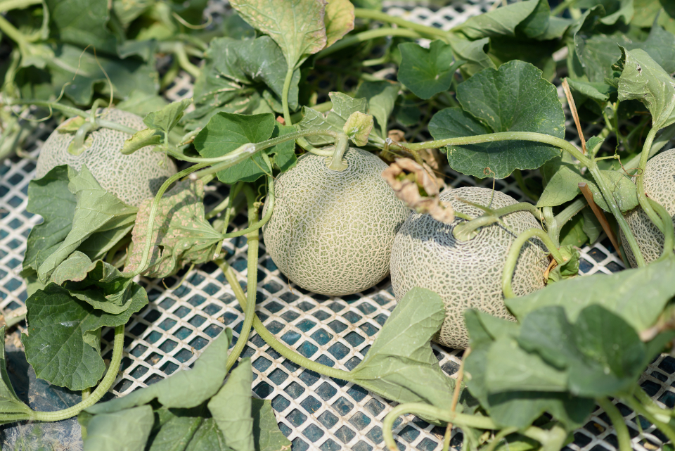 メロン大豊作で大ピンチに？！地域の連携で乗り越えたおいしい解決法とは