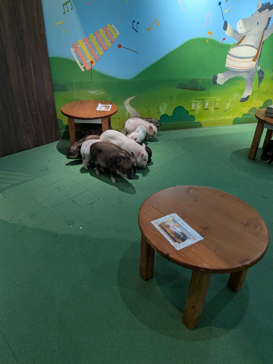 社員blog Vol.87「おやつ無しでもモテモテ！？マイクロブタカフェにドハマりした話」